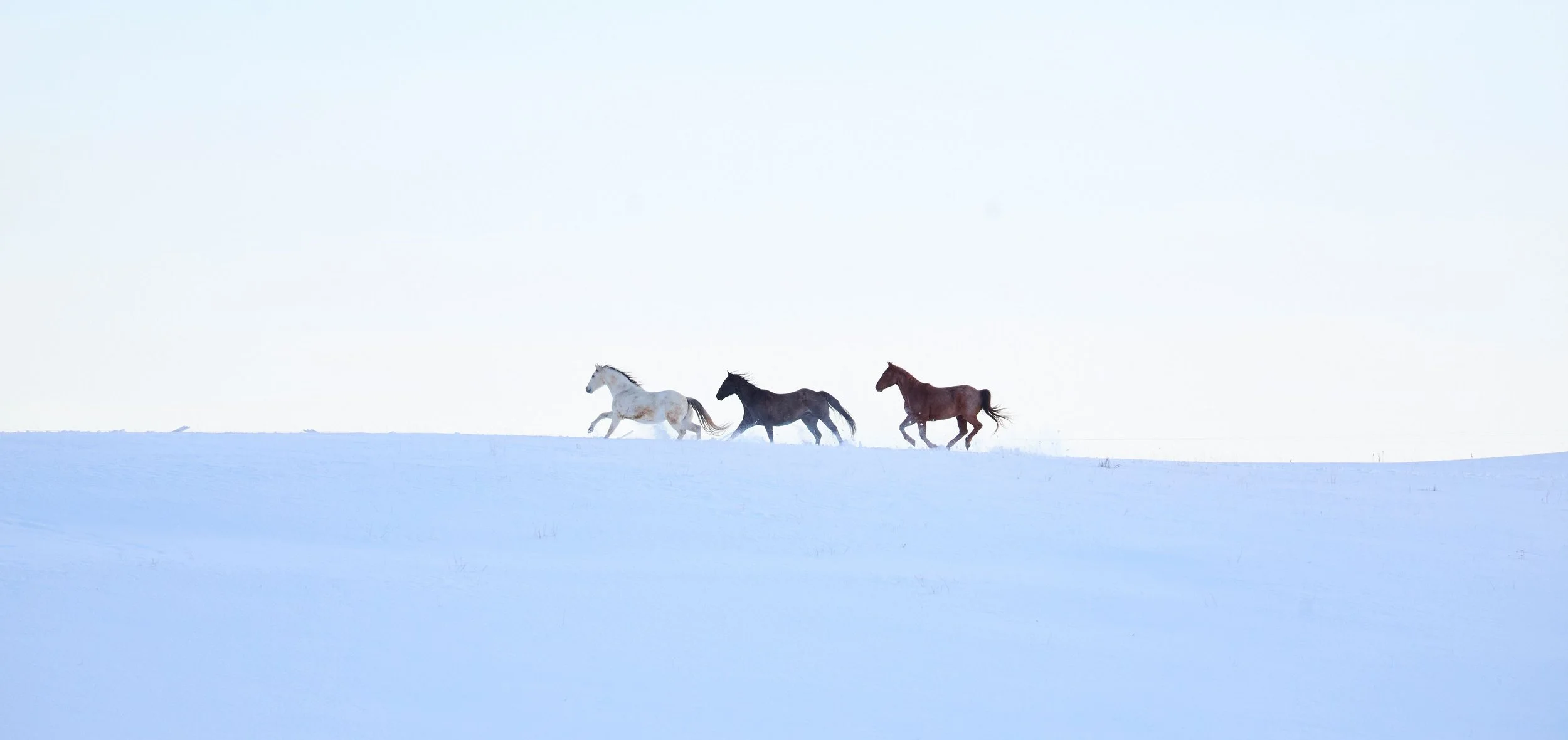 2360500_IMC_DTS-Equine2026AssetLibraryShoot-Winter_20260205_07269.jpg