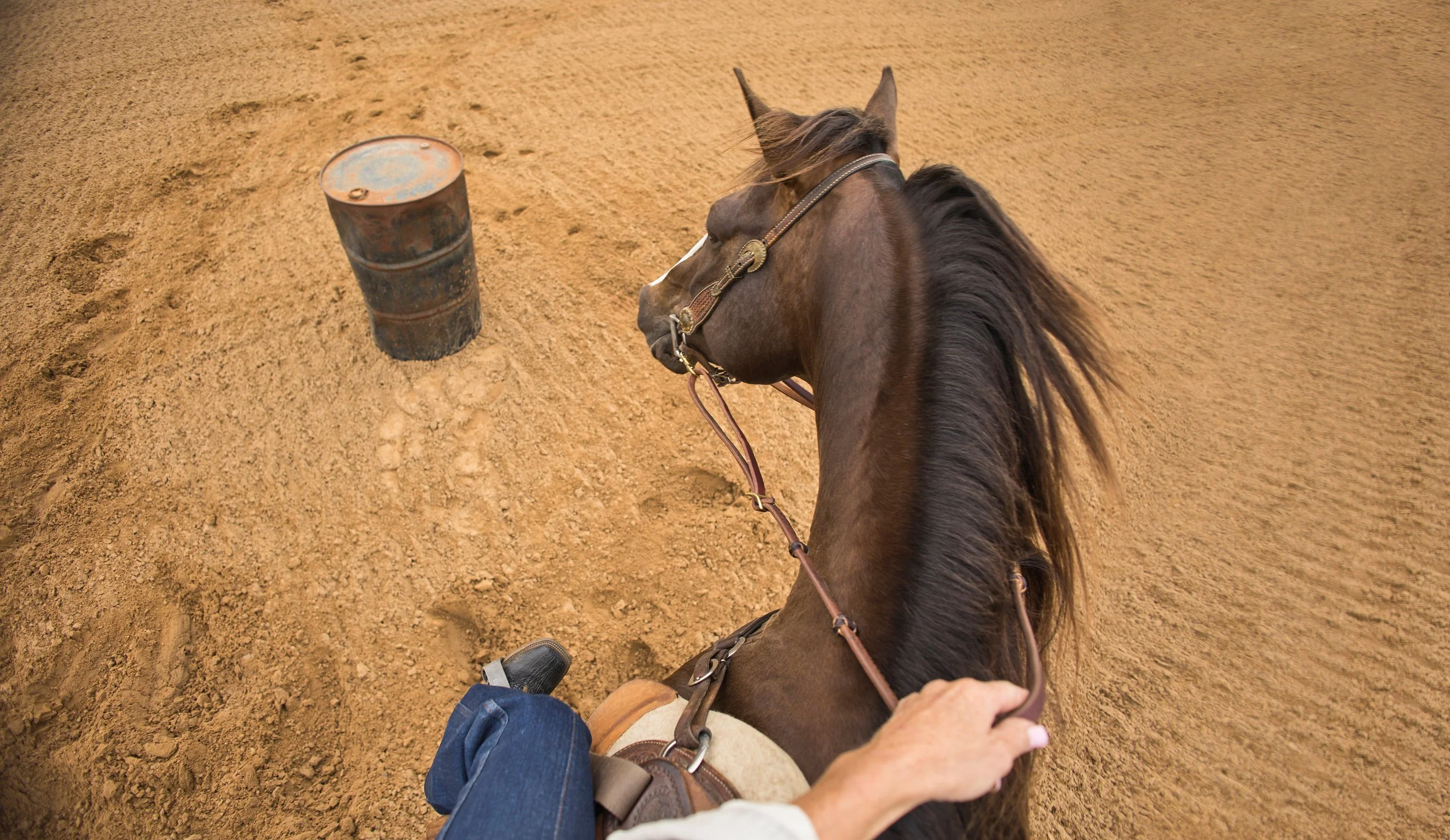 Equine Library