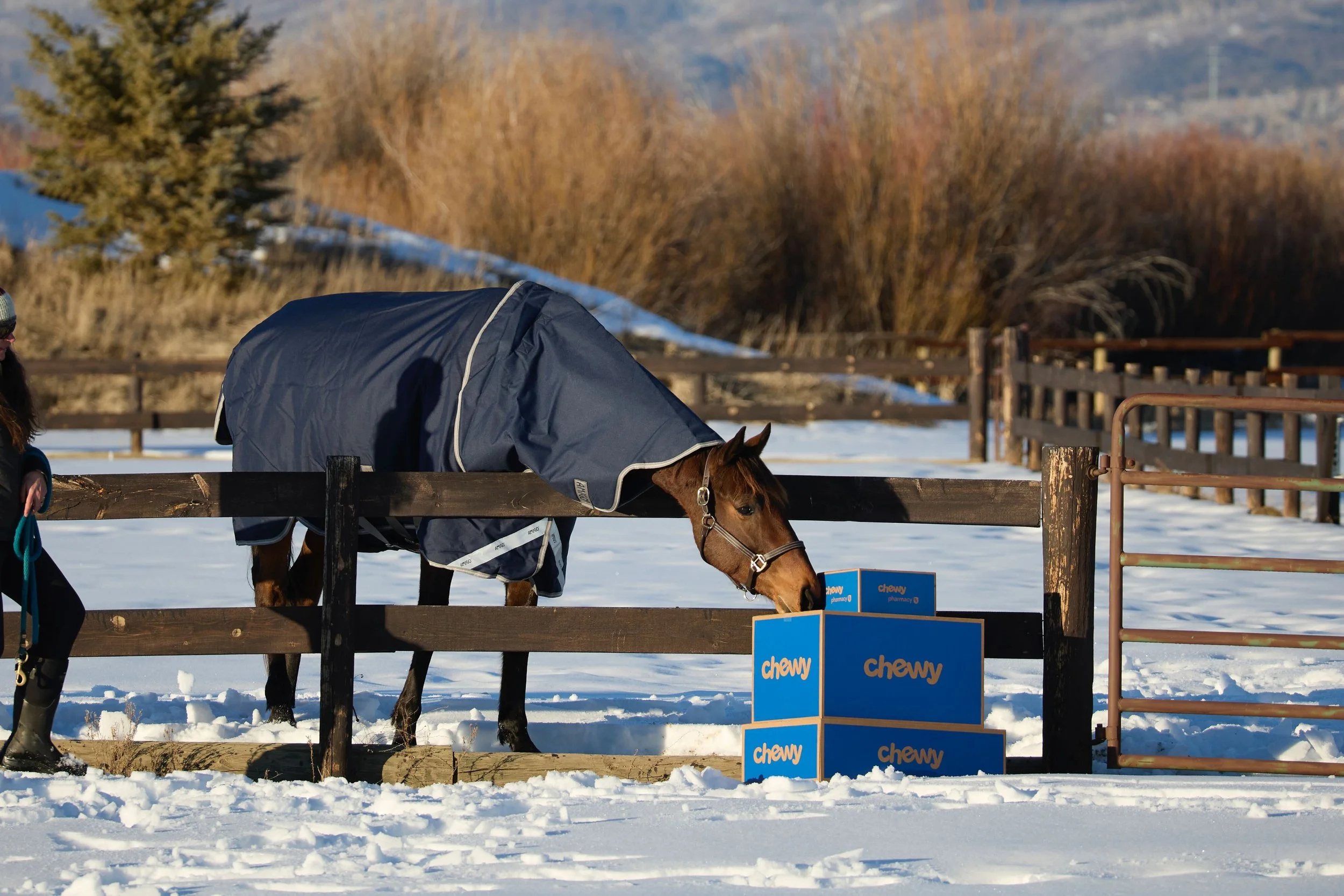 2360500_IMC_DTS-Equine2026AssetLibraryShoot-Winter_20260204_03961.jpg