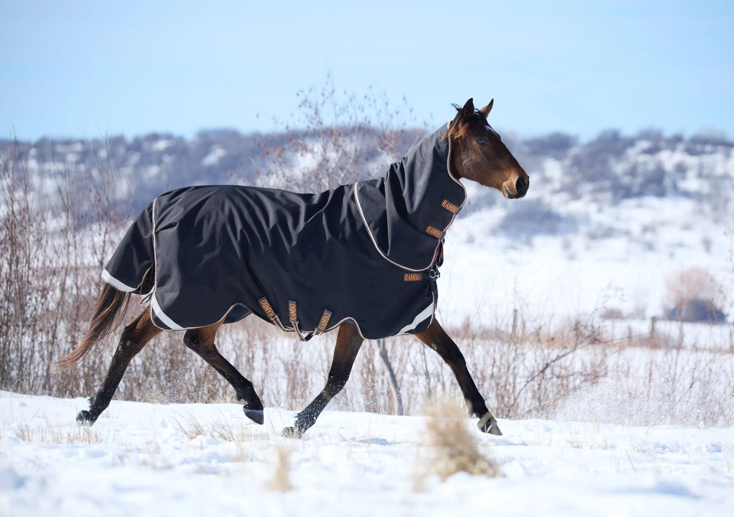 2360500_IMC_DTS-Equine2026AssetLibraryShoot-Winter_20260204_01644.jpg