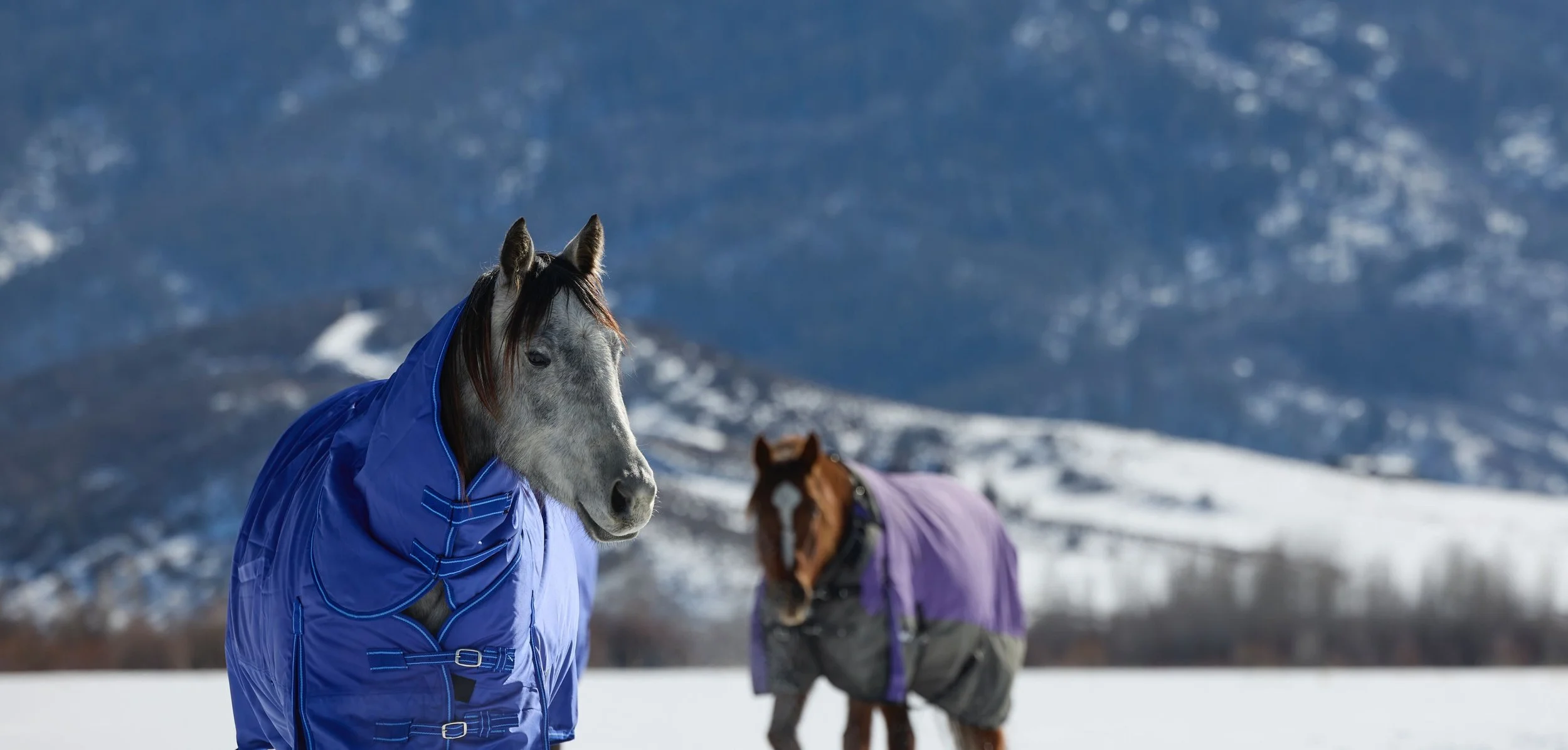 2360500_IMC_DTS-Equine2026AssetLibraryShoot-Winter_20260205_04726.jpg