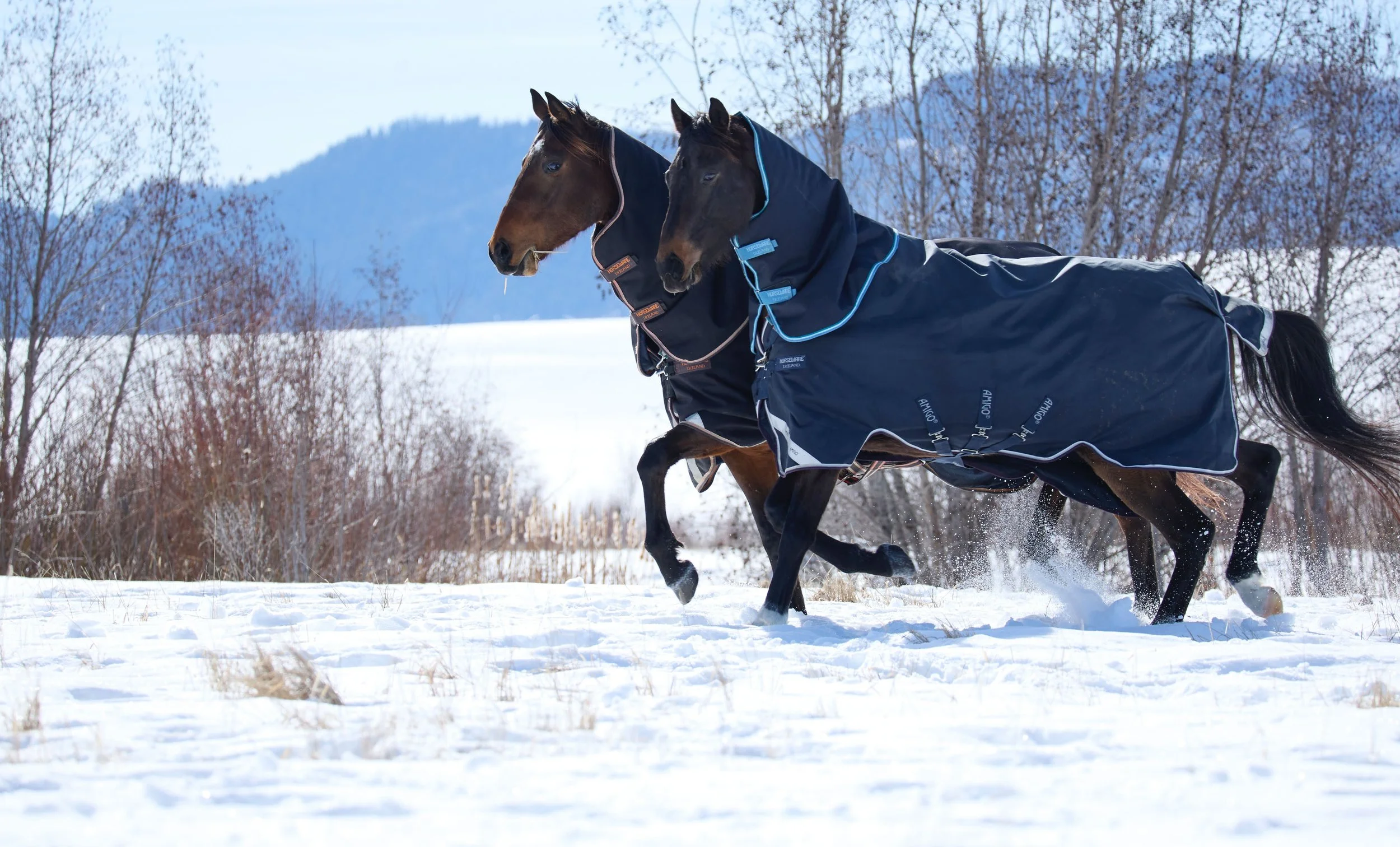 2360500_IMC_DTS-Equine2026AssetLibraryShoot-Winter_20260204_01220.jpg