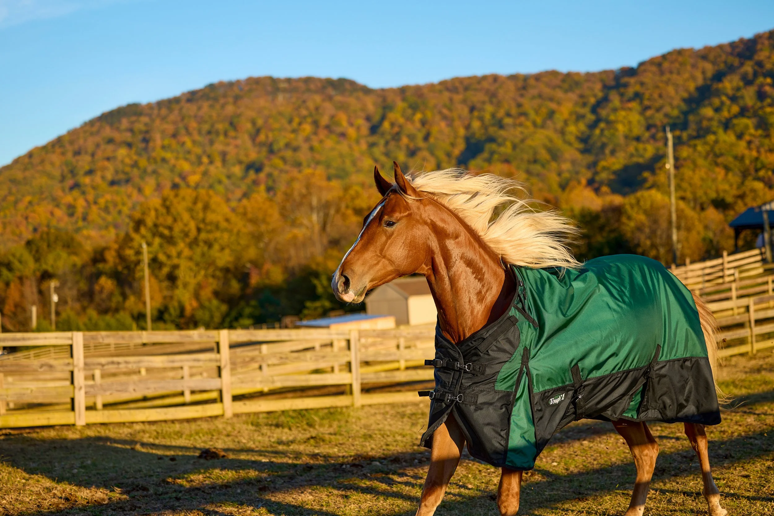 2355050_IMC_DTS-Equine2026AssetLibraryShoot-Fall_20251104_07462.jpg
