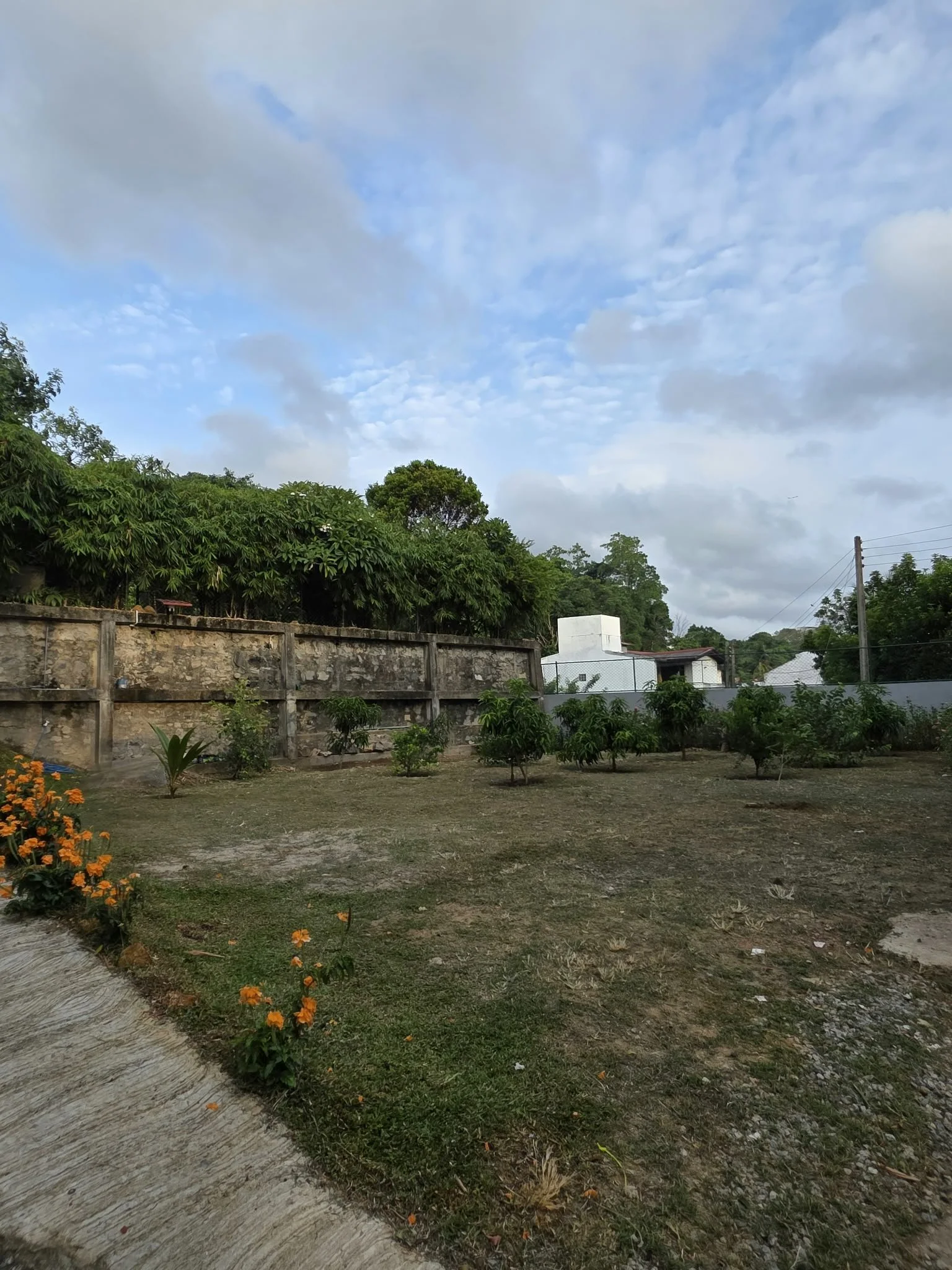 A backyard with small trees, orange flowers, a stone wall, and a cloudy sky.