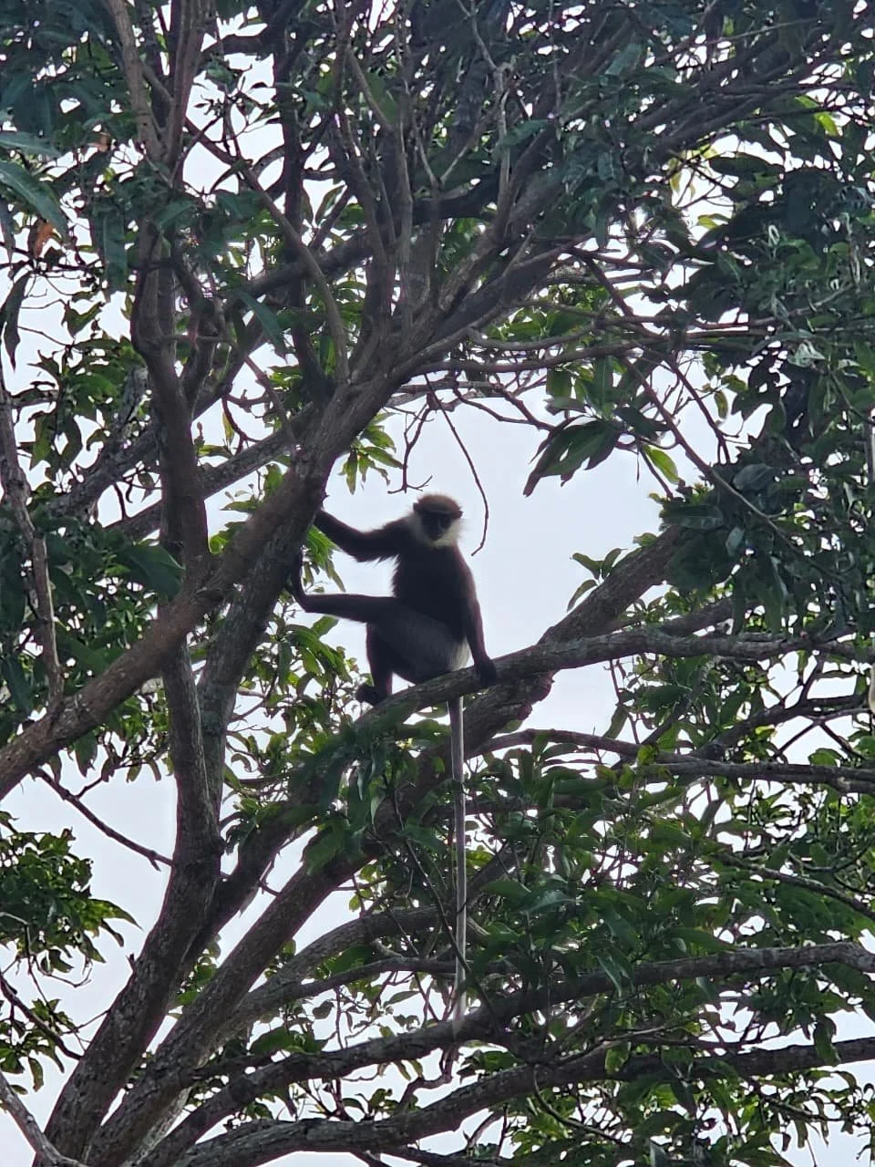 A monkey sitting on a tree branch among green leaves under an overcast sky.