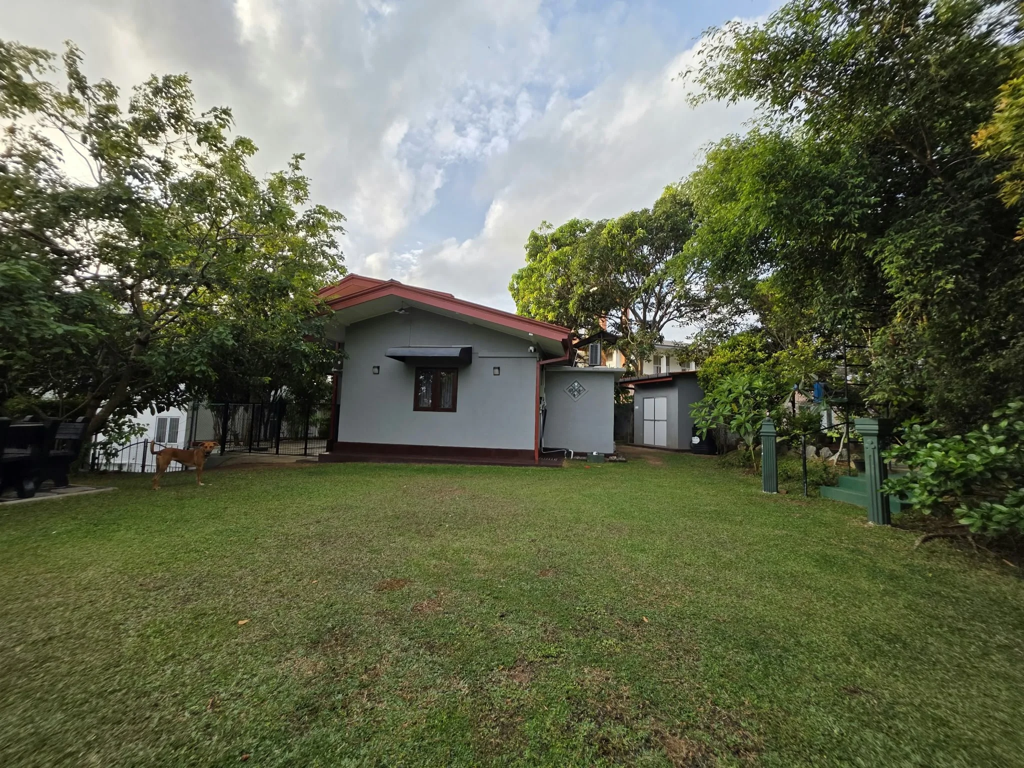 A backyard with a grassy lawn, trees, a modern house with a red roof, and a dog standing near a fence.
