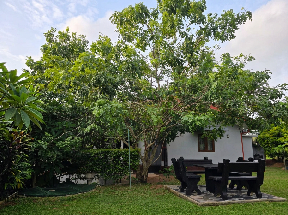 A backyard garden with a large leafy tree in front of a white house. There is a black outdoor dining table with matching chairs on a stone-paved area. The grass is green and a small garden bed borders the yard.