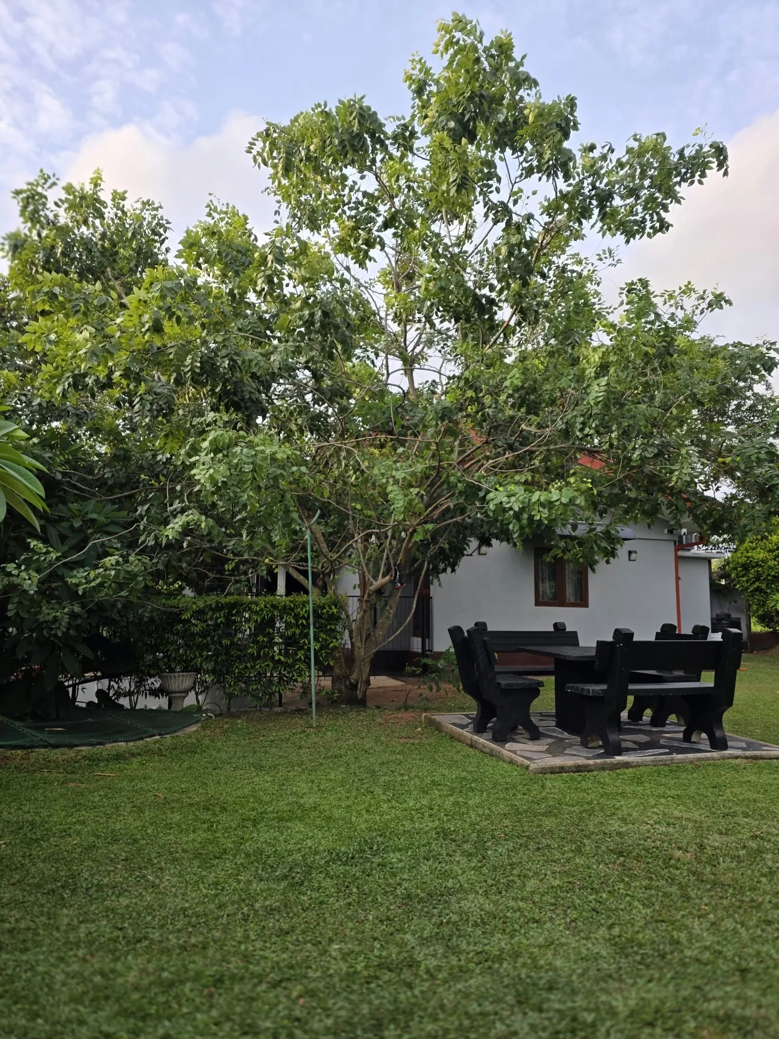 A backyard with green grass, a large leafy tree, outdoor black furniture on a stone patio, and a white house in the background with a window and a door.