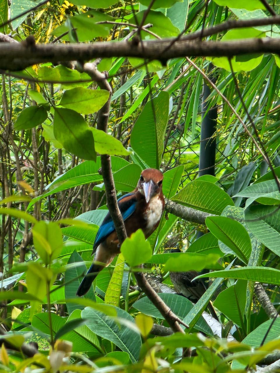 A bird with brown and blue feathers perched on a branch within dense green foliage.
