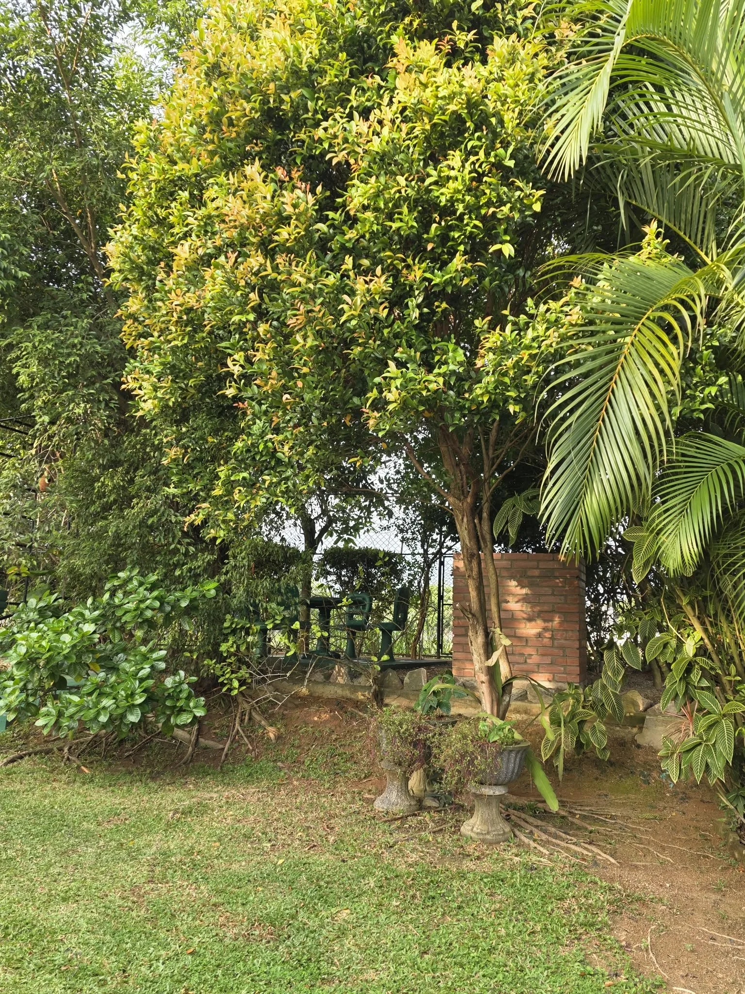 A backyard garden with green grass, various bushes, and trees, including a prominent tree with pinkish-green leaves in the center. There is a brick pillar and a pigeon sculpture in a small concrete area to the right, with a metal fence in the backgro