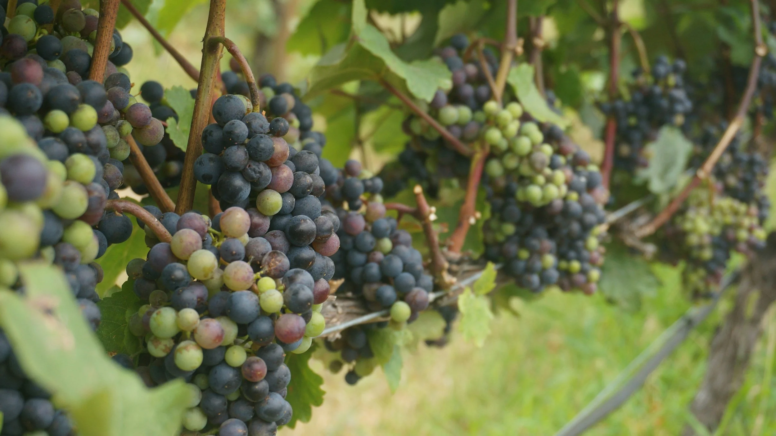 Clusters of ripe dark purple and green grapes hanging on vine with green leaves.