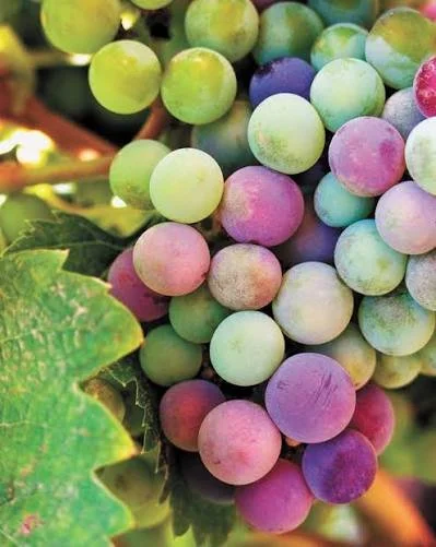 Grapes for Website A.jpg