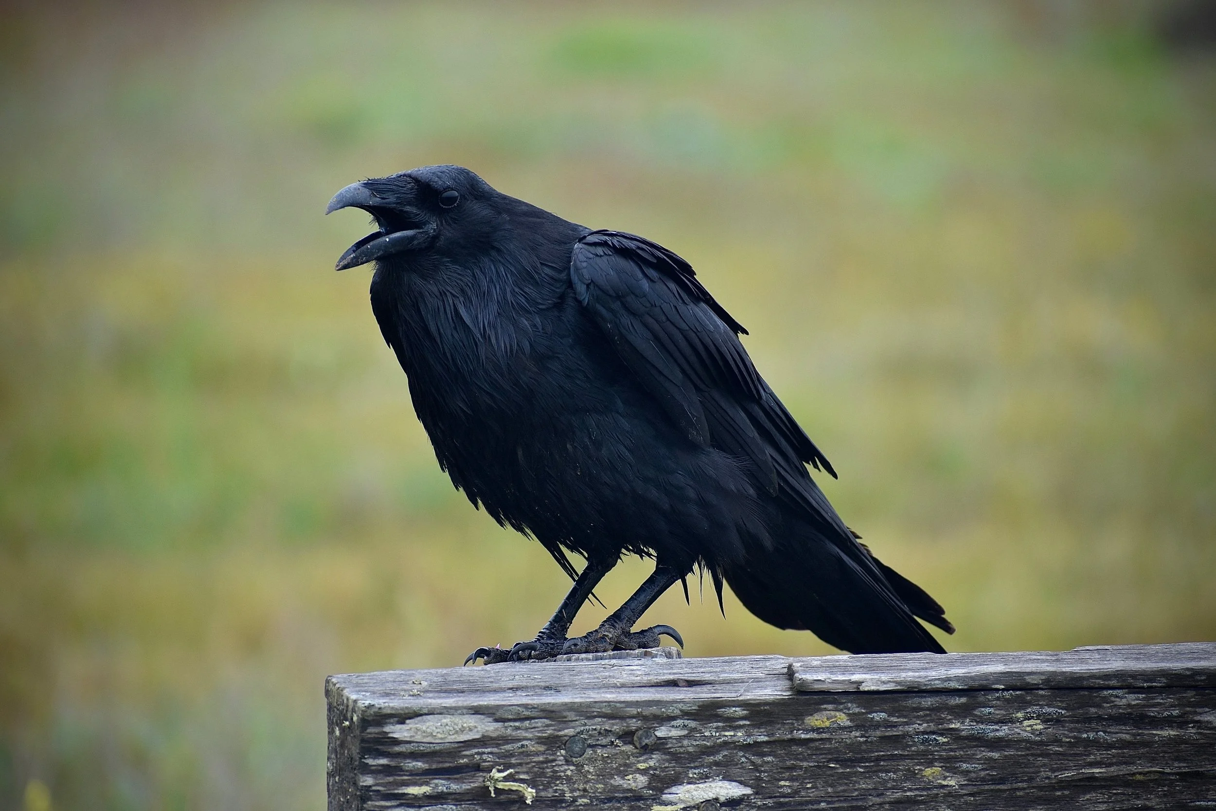An authoritative crow caws on a wood beam