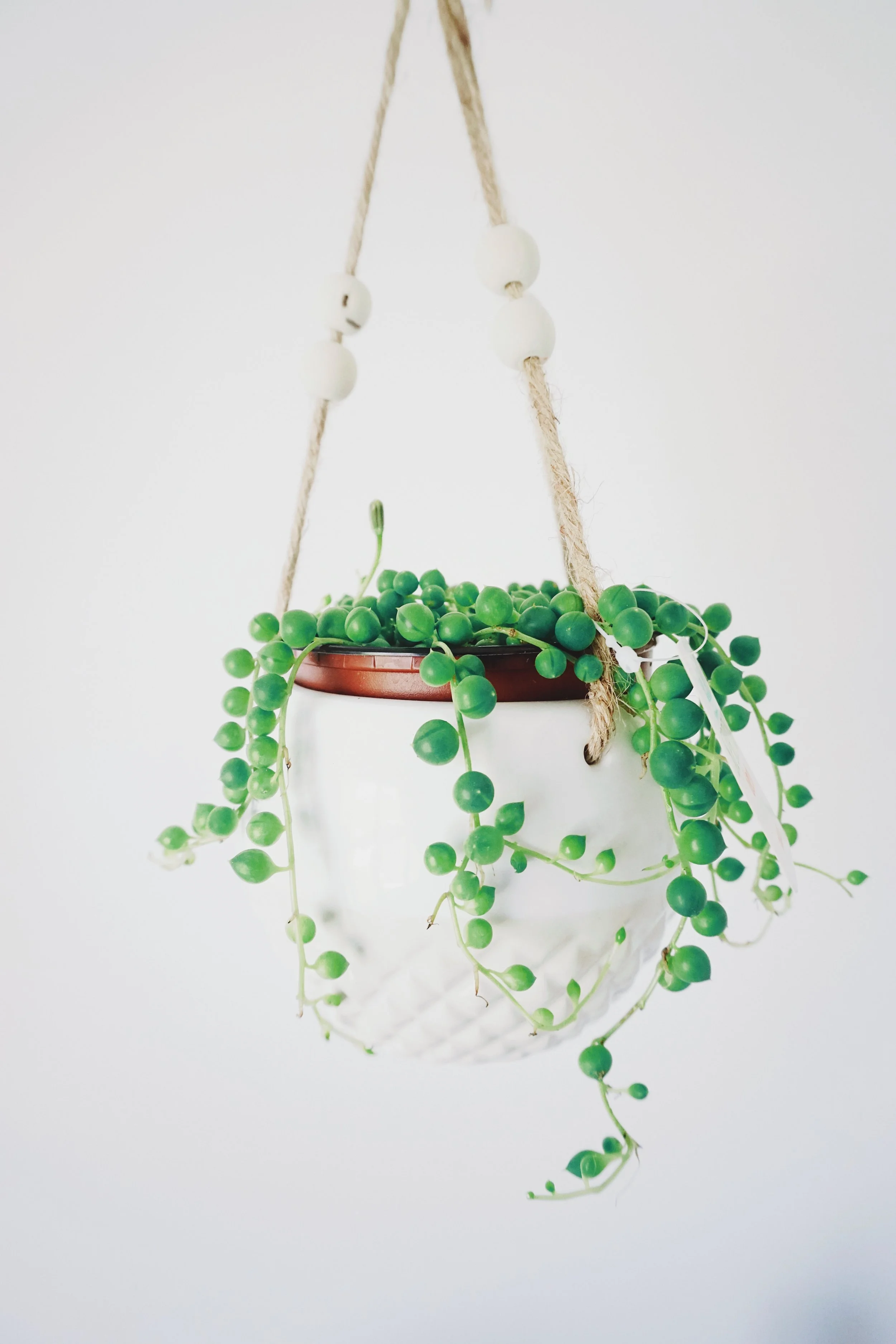 A high maintenance looking house plant. You need to care for your brain in a similar fashion.