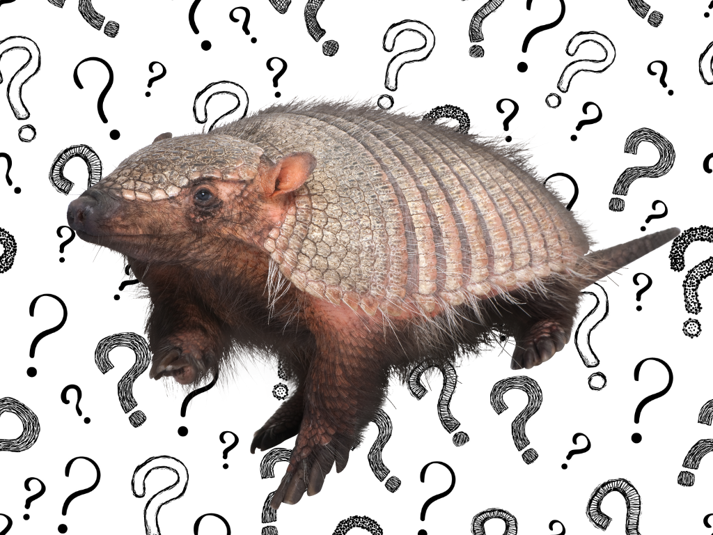 image of armadillo with question mark background; he's in the learning zone