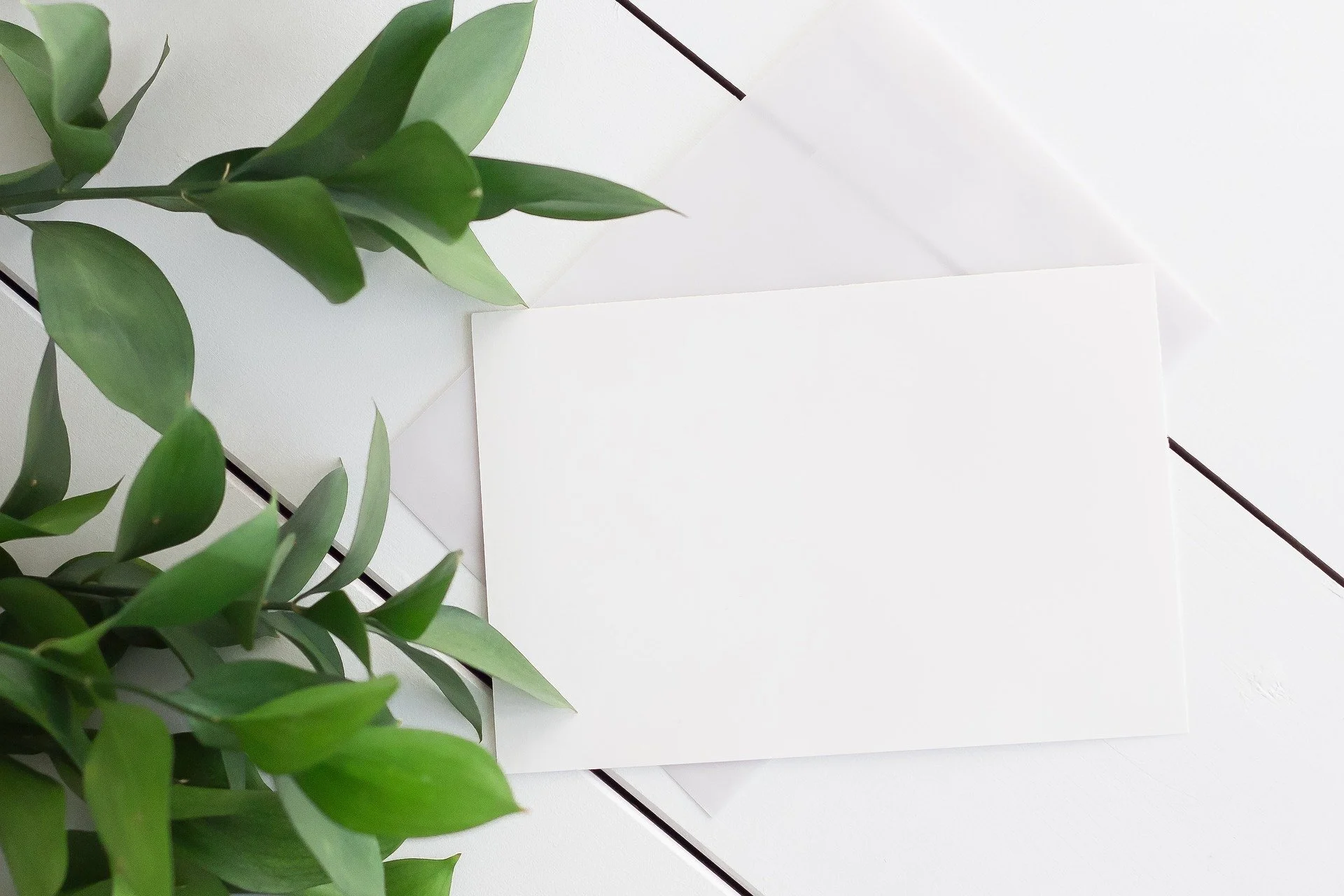 Close-up of a leafy green plant on a white surface with white and brown paper or sheet in the background.