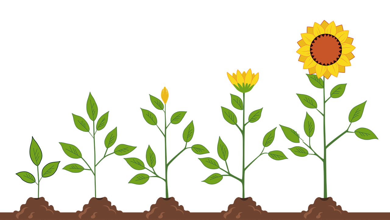 Progression of sunflower growth from seedling to full bloom