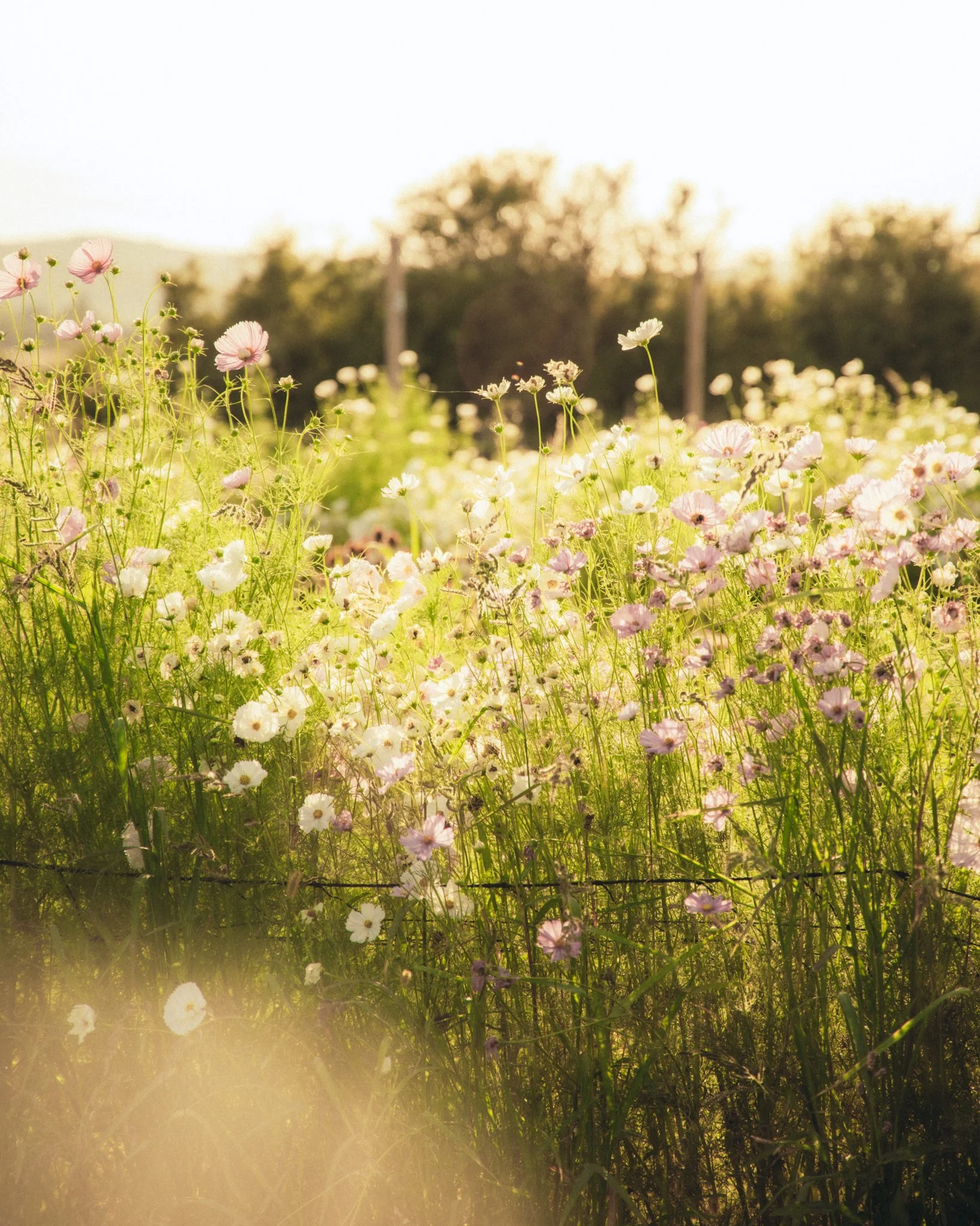 Fleurs sauvages au coucher du soleil dans un champ, avec des arbres flous en arrière-plan.