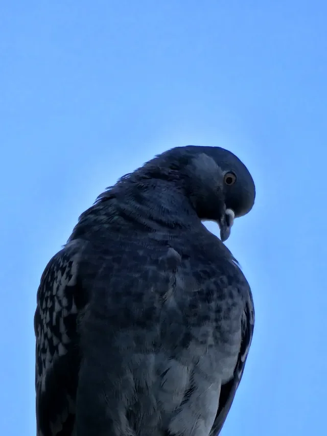 The Black Dove