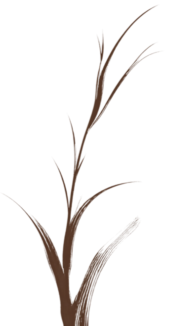 Close-up of a brown grass or plant with long, narrow leaves against a black background.