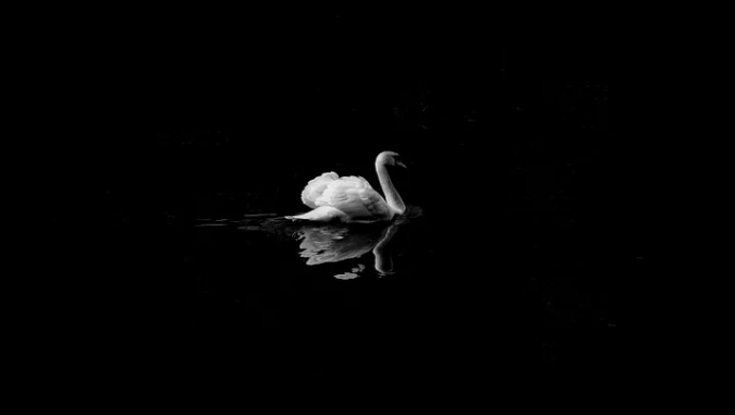 A white swan swimming alone in dark water with its reflection visible.
