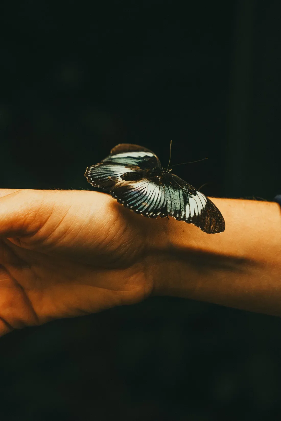 A dark-winged butterfly resting on an open hand
