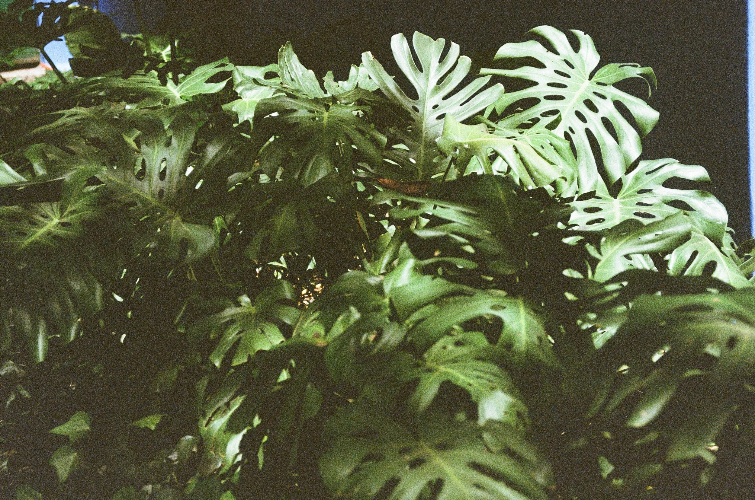 6DC28E39-023A-467C-B0E5-E822E06959AA.jpeg
