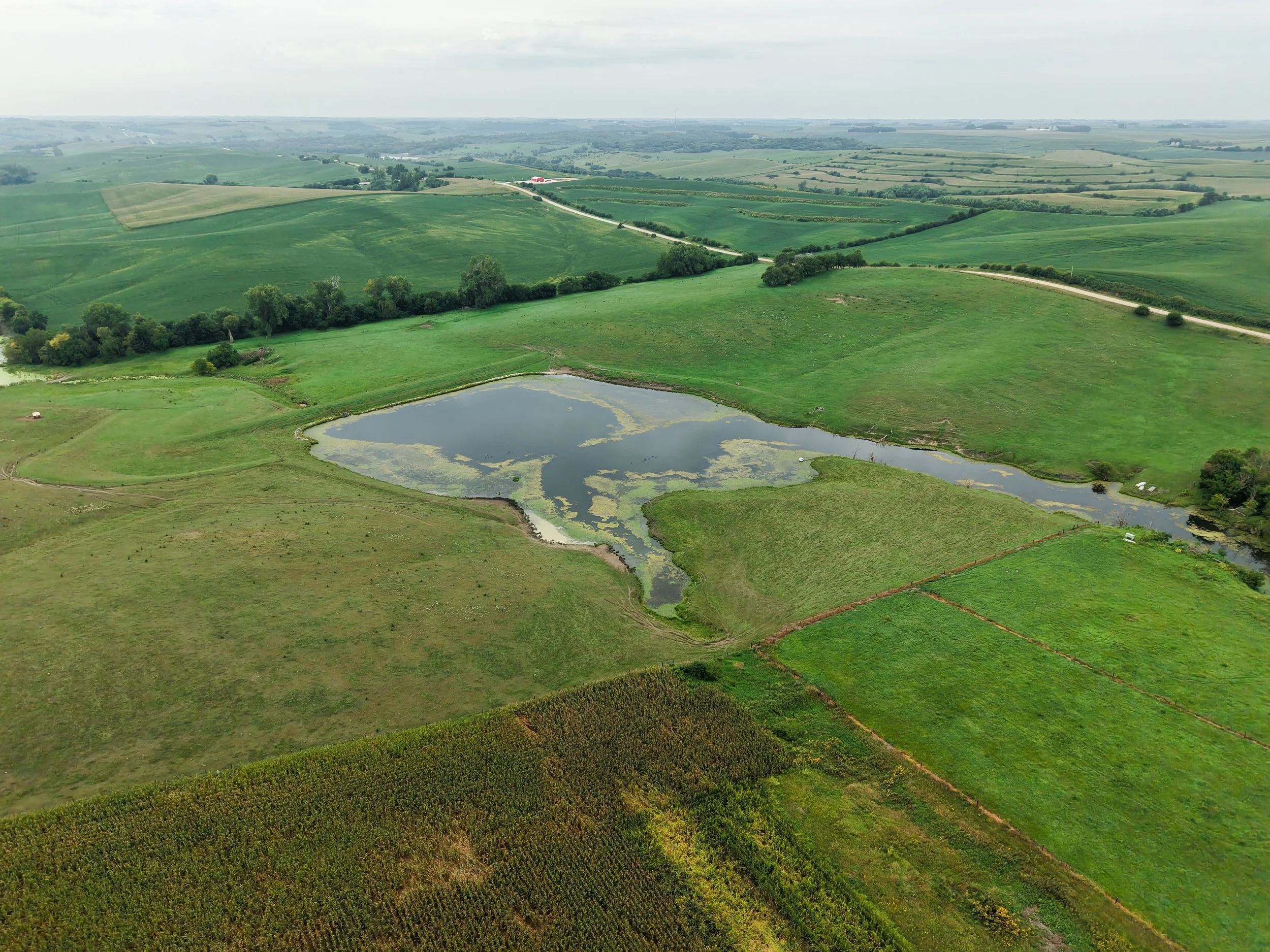Aerial view of rolling green farmland with a tree-lined dirt road, irregular pond, crops, and distant rural fields.