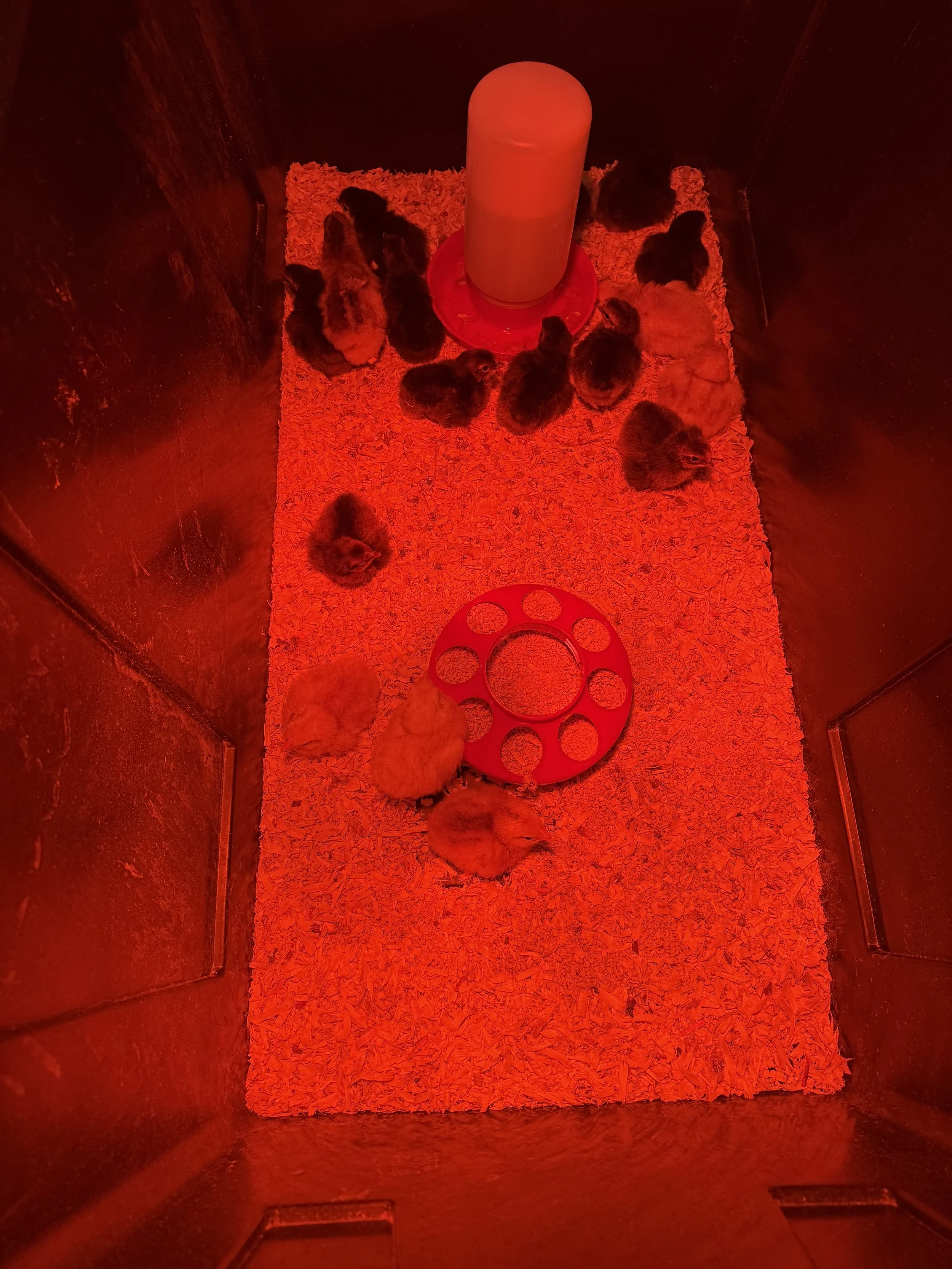 Newly hatched chicks warming under a red brooder lamp at Sawmill Farm