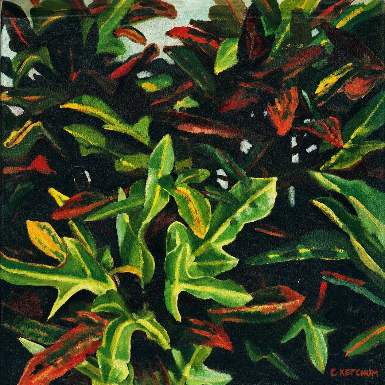 Croton, a colorful tropical foliage study in green, red and yellow by Caroline Ketchum Lindsey 4.