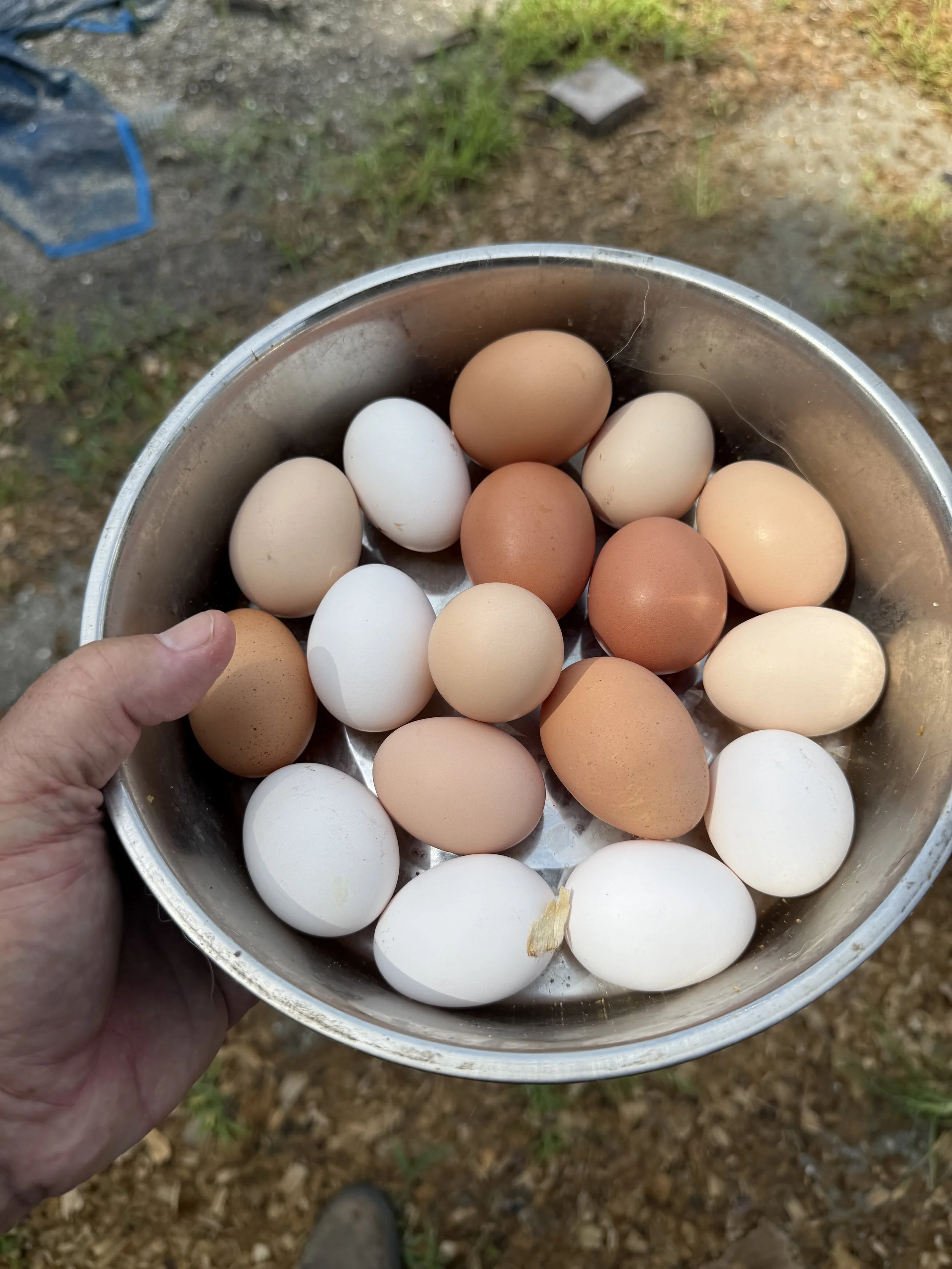 Bowl of assorted brown, blue and white pasture-raised eggs from Sawmill Farm