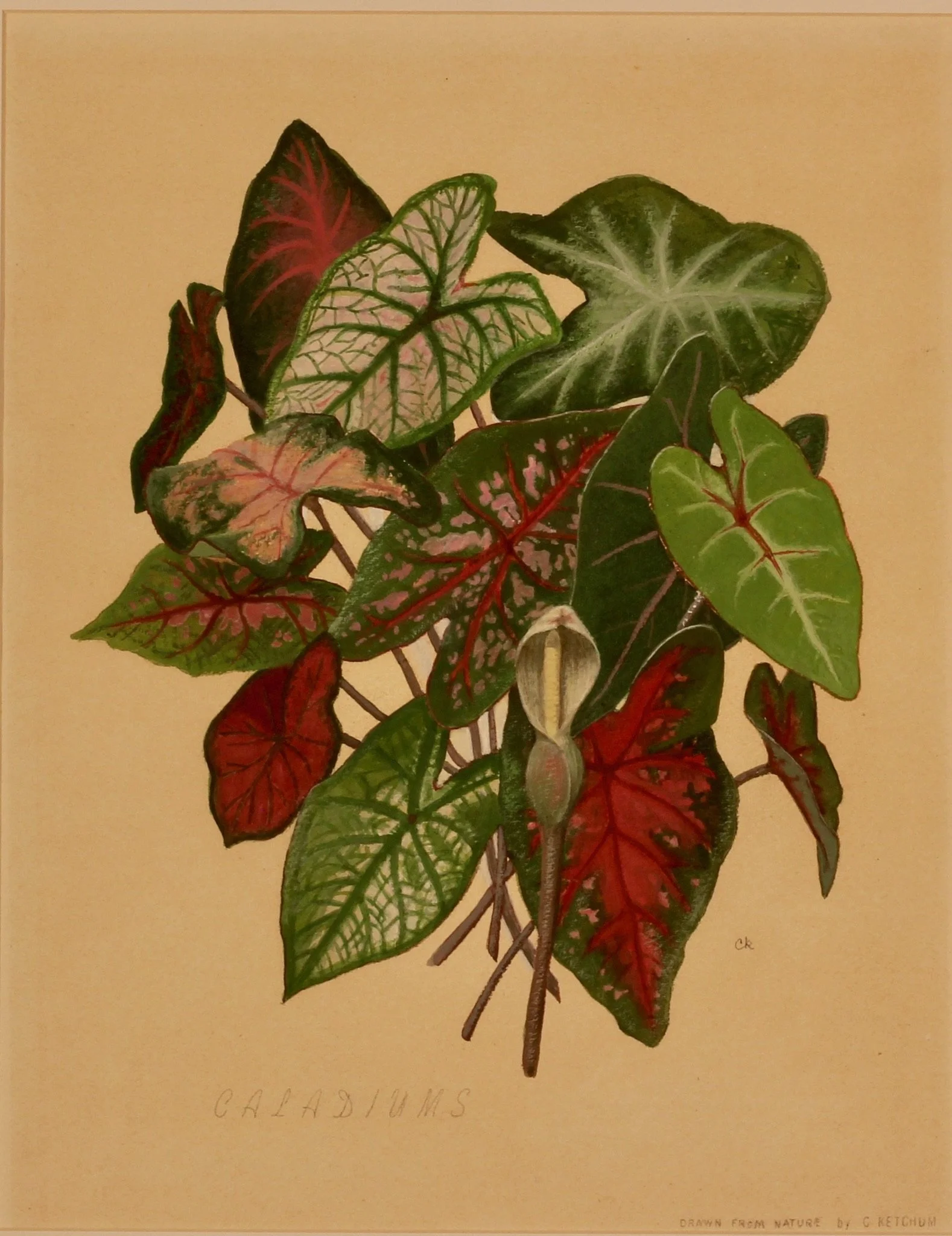 Caladiums, a botanical study of red, pink, white and green leaves by Caroline Ketchum Lindsey 3.