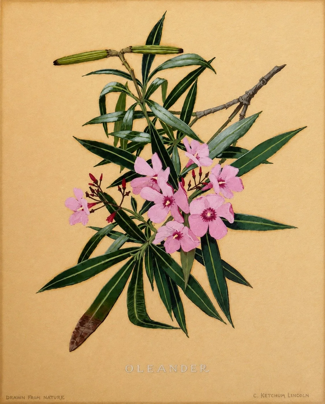 Oleander, a botanical study of pink flowers and long green leaves by Caroline Ketchum Lindsey