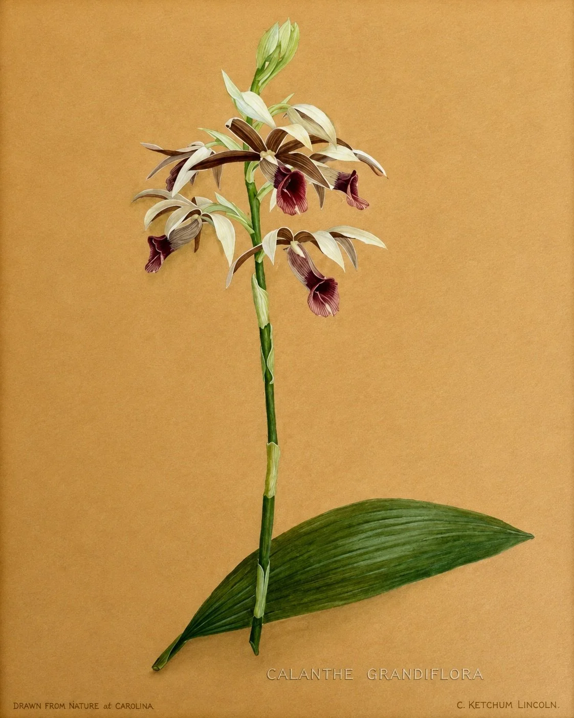 Calanthe Grandiflora, a botanical study of a cream and burgundy orchid by Caroline Ketchum Lindsey