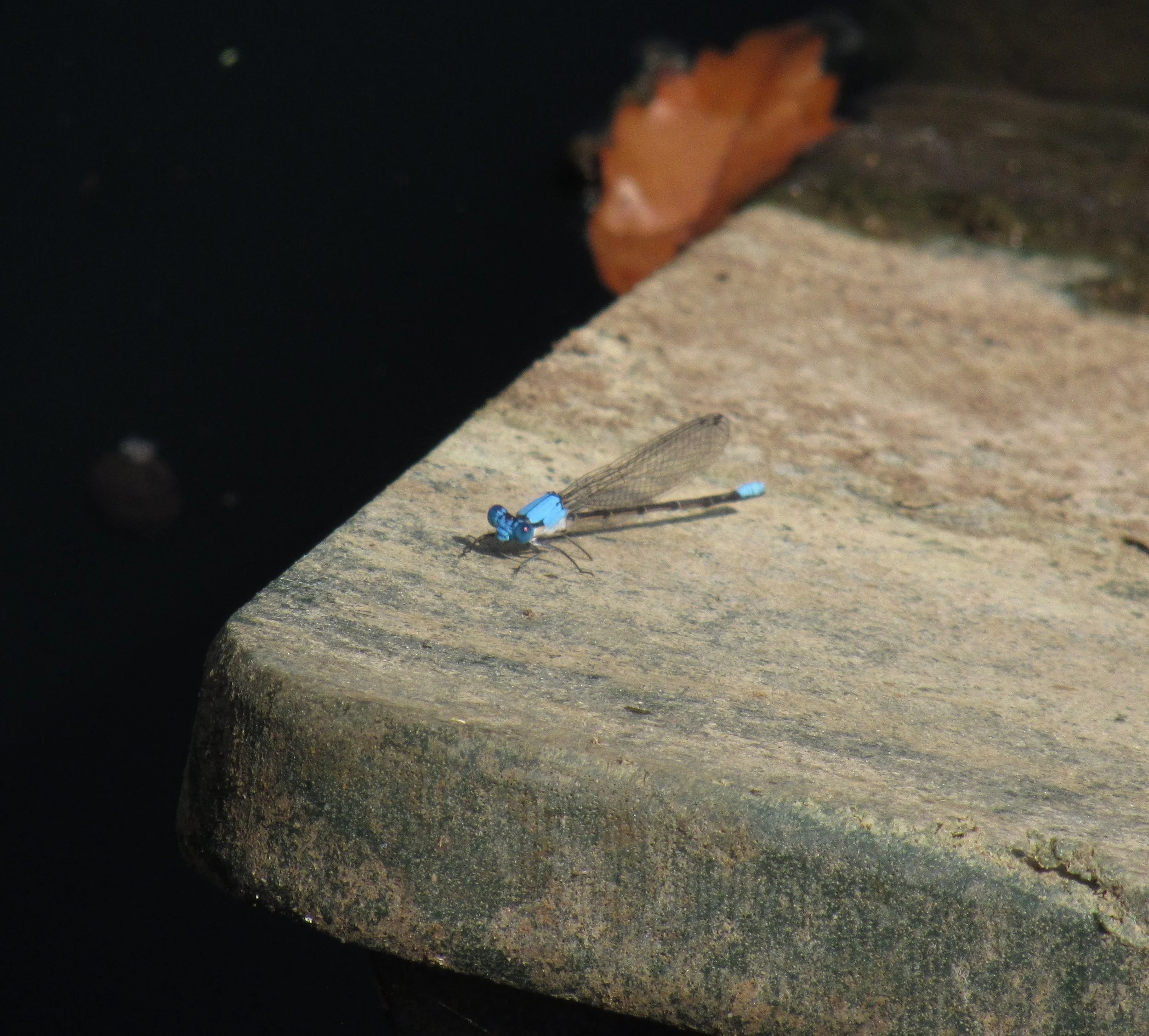 Dragonfly 