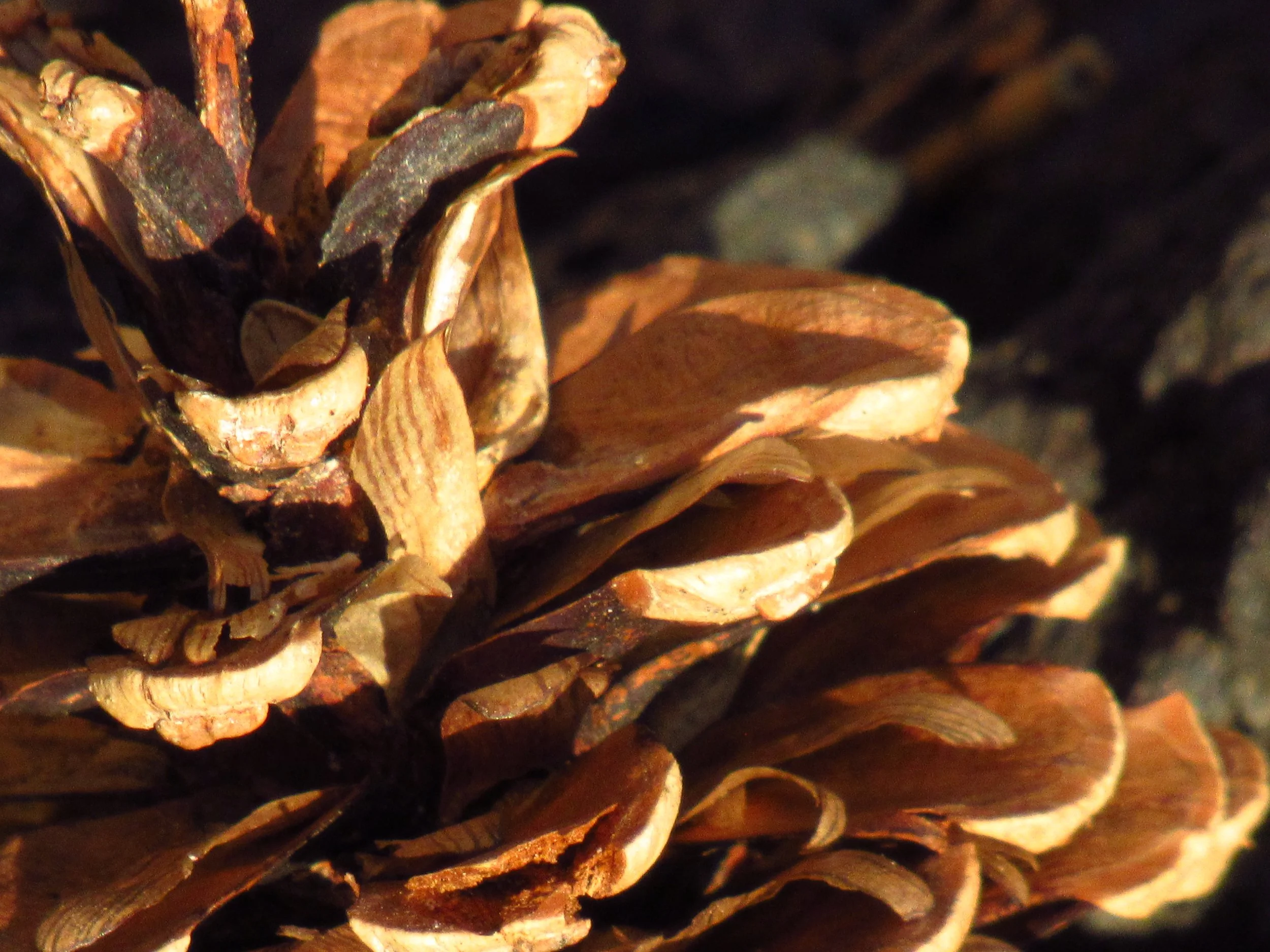 End of series of pinecones