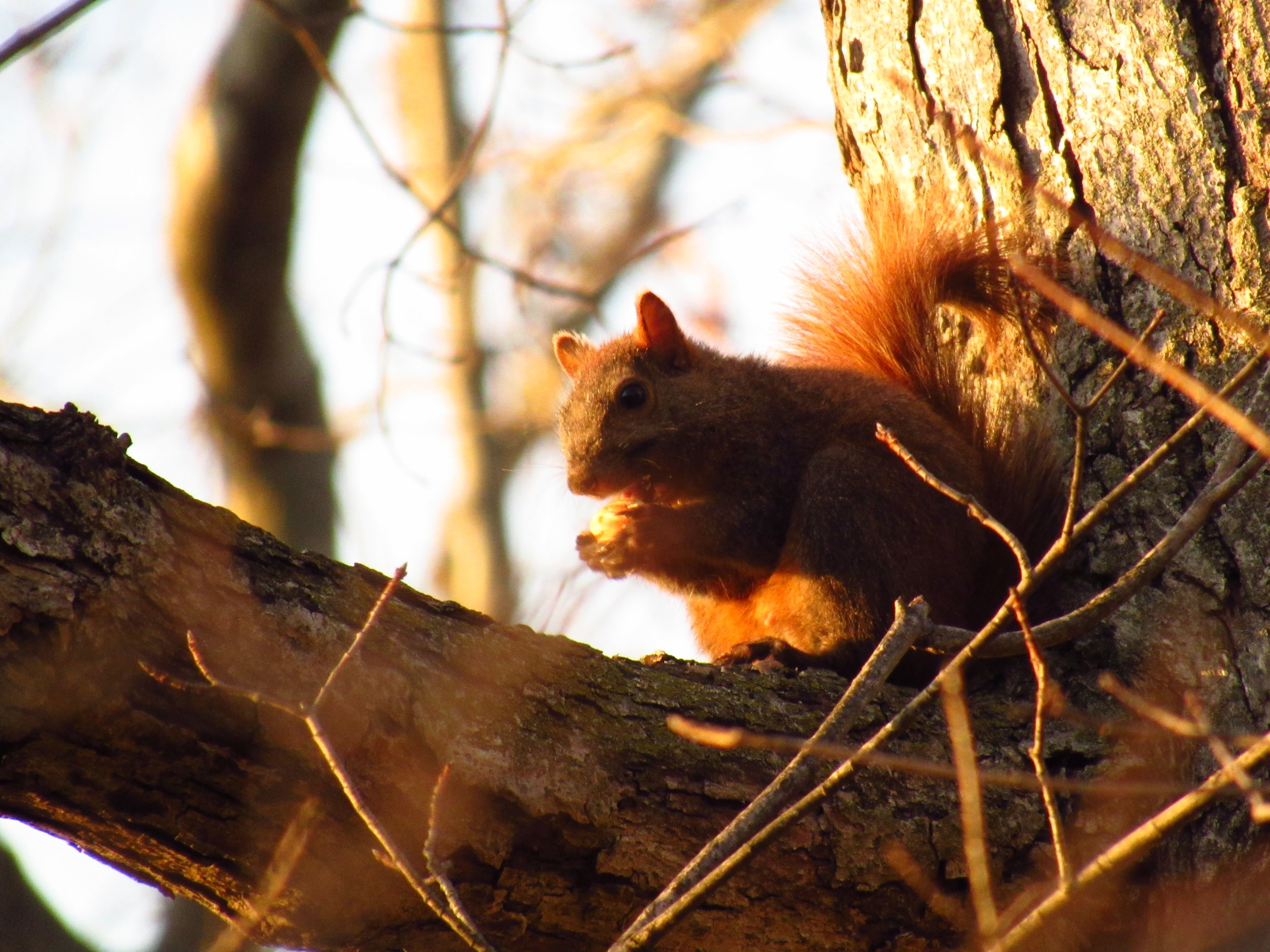 Golden hour squirrel