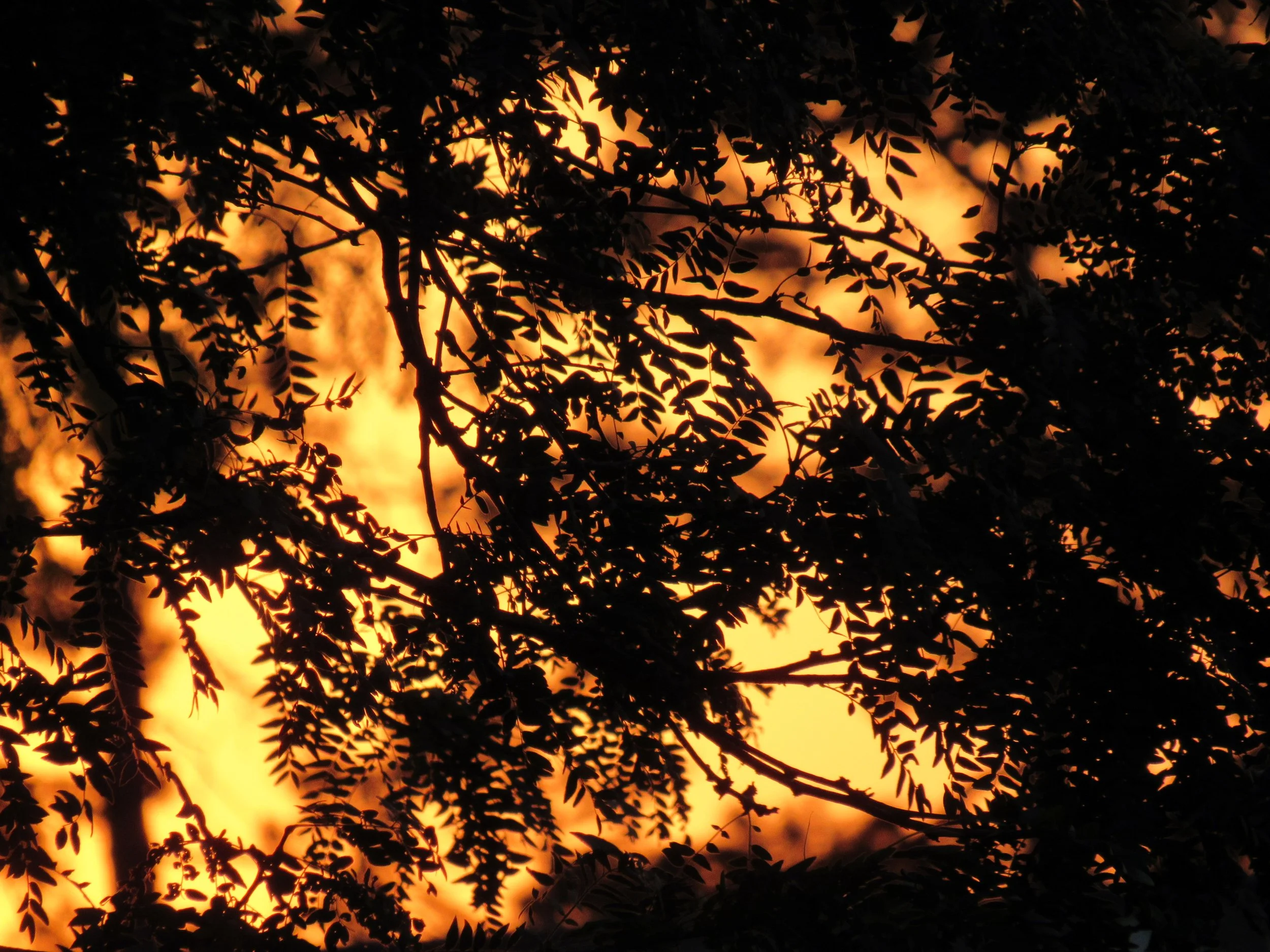 Golden hour through branches