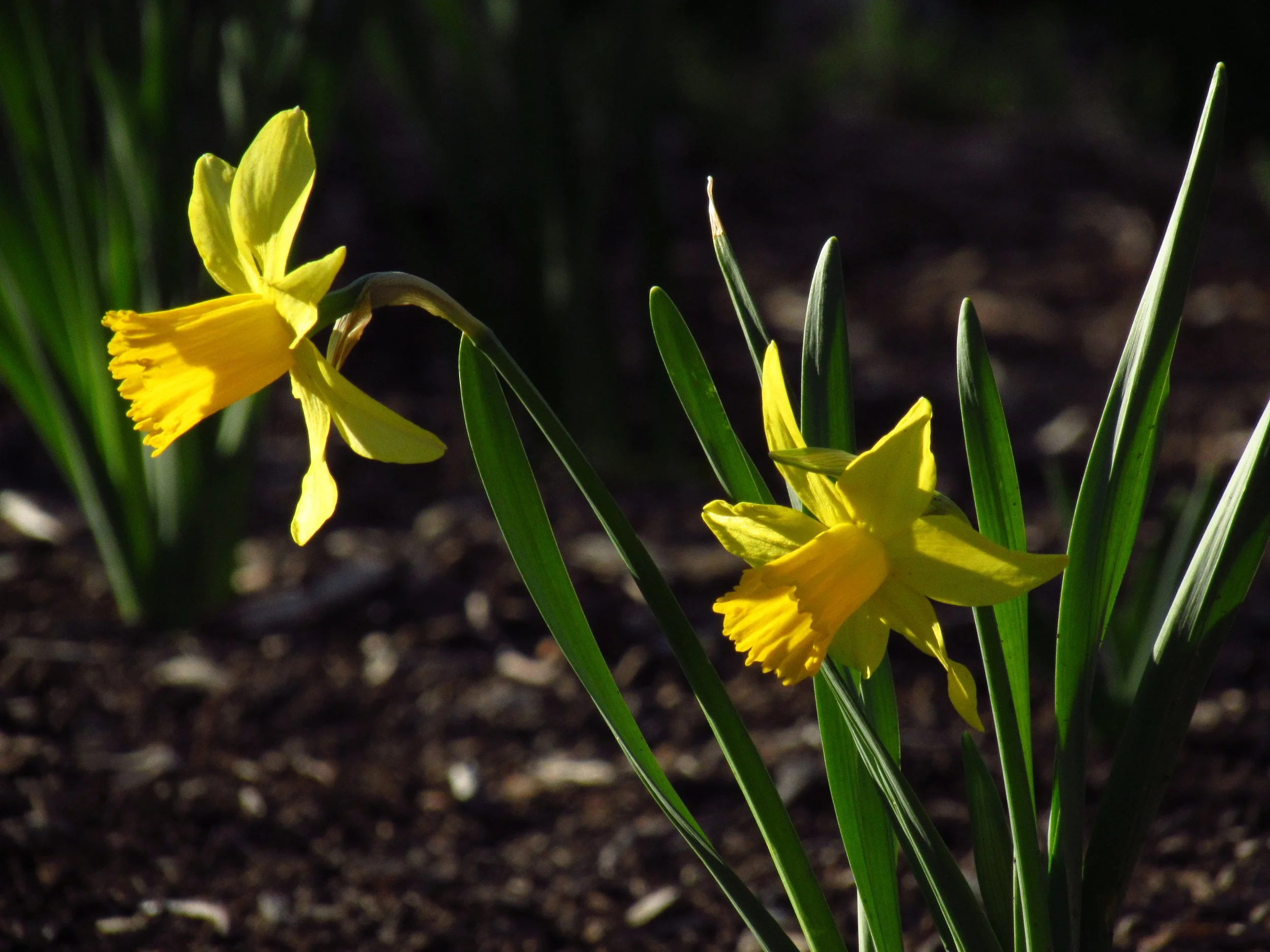 Daffodils