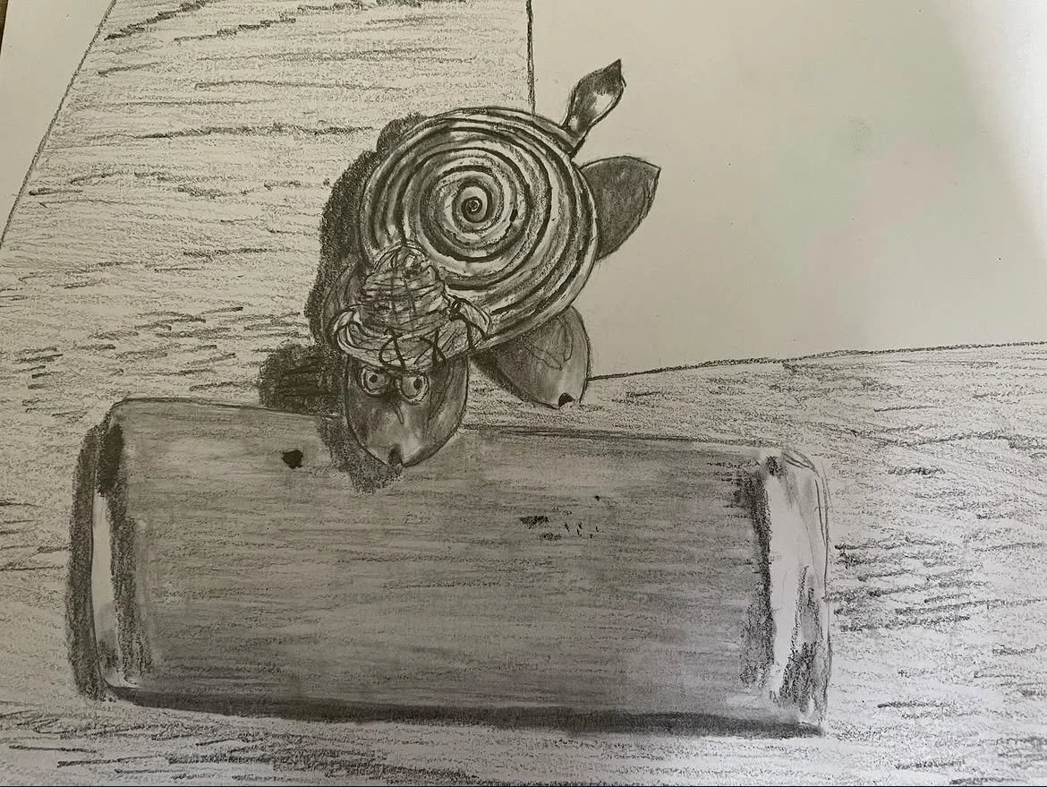 Hat Turtle, graphite