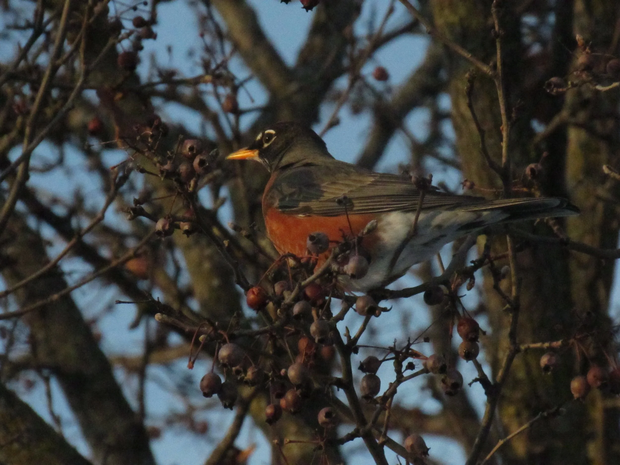 American Robin