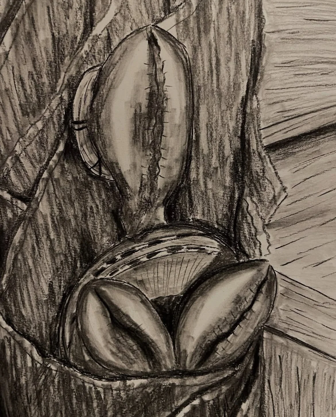 Hat Turtle in an Umbrella Closeup, charcoal