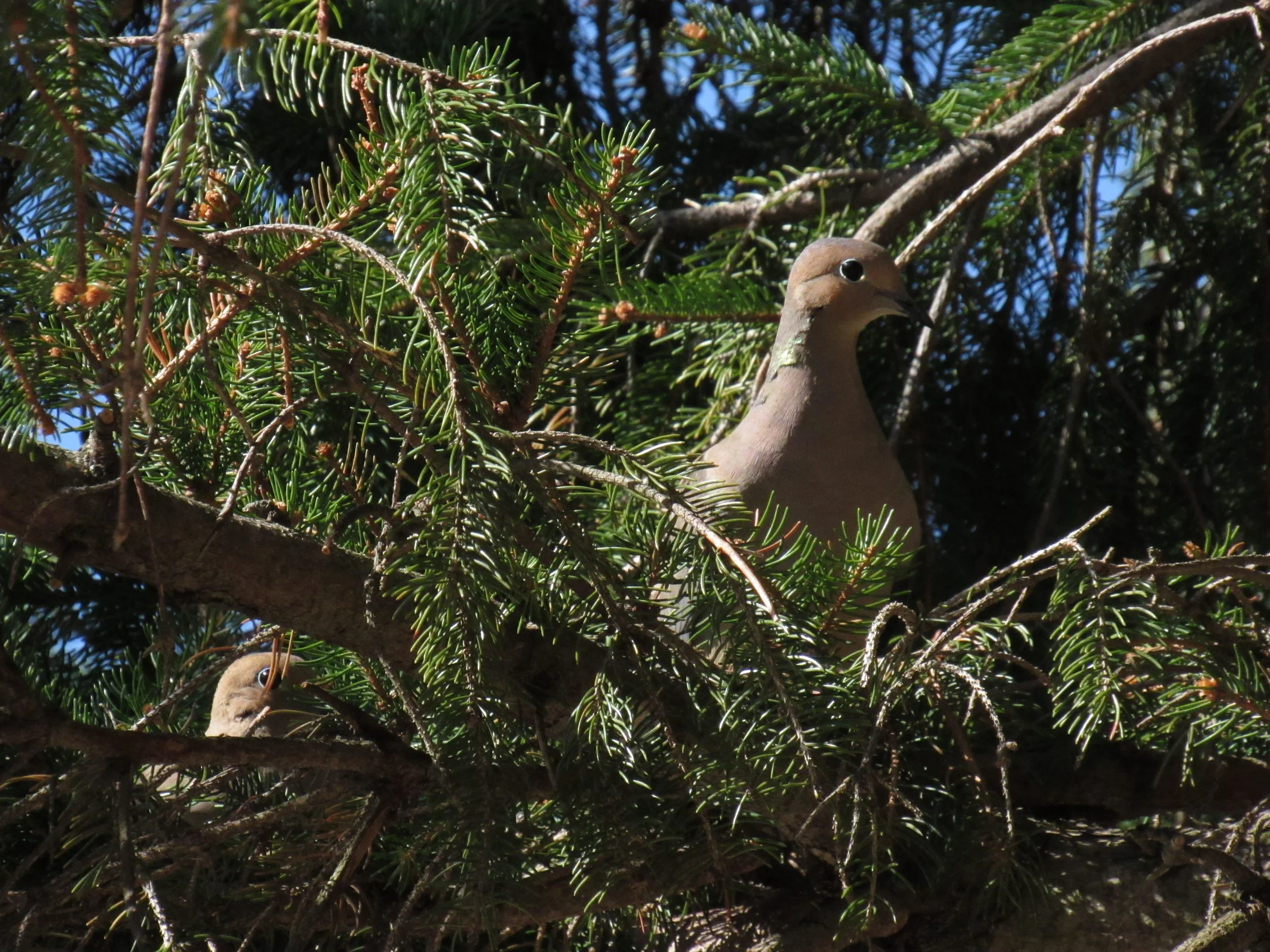 Mourning Doves