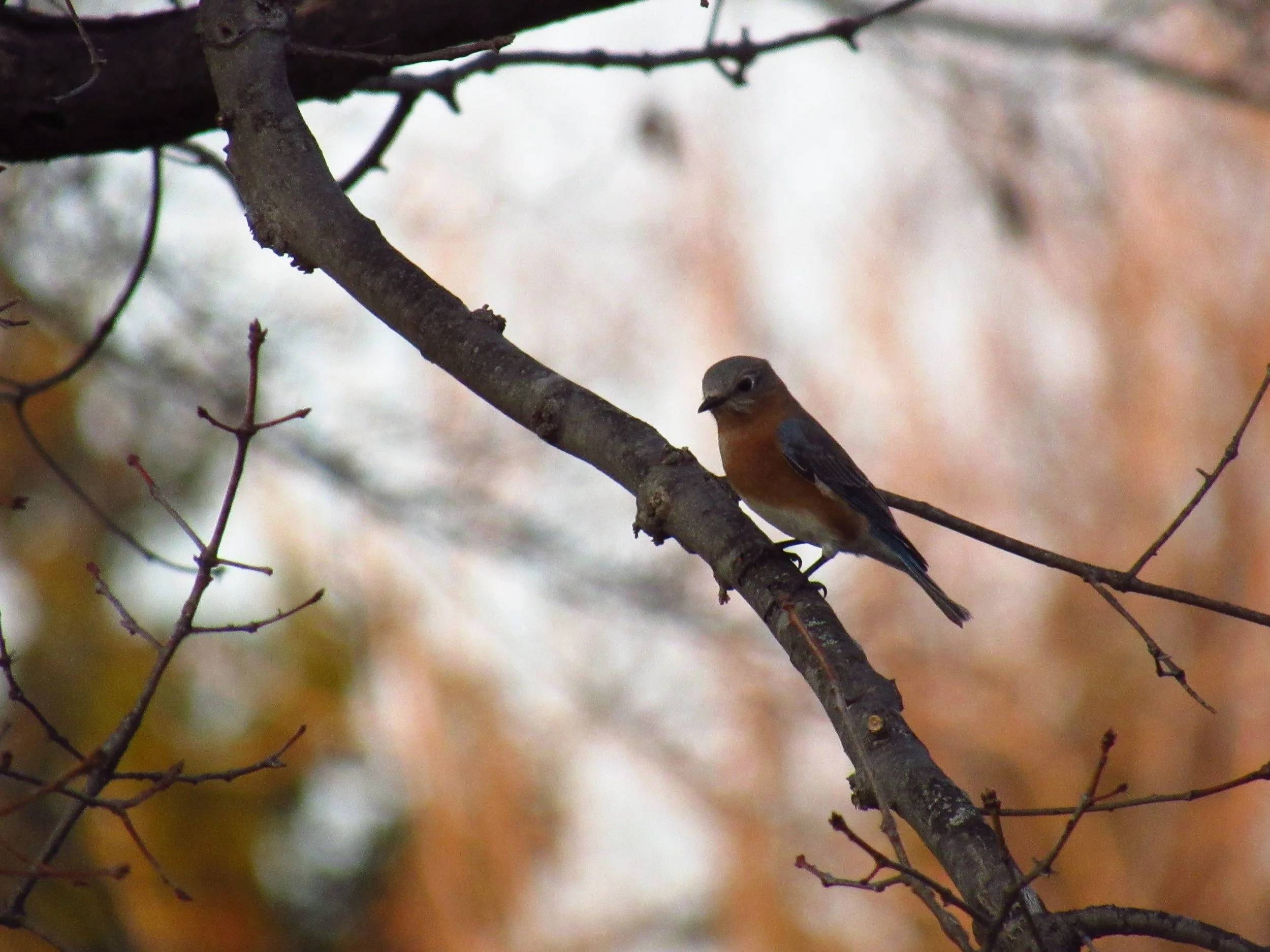 Female Eastern Bluebird