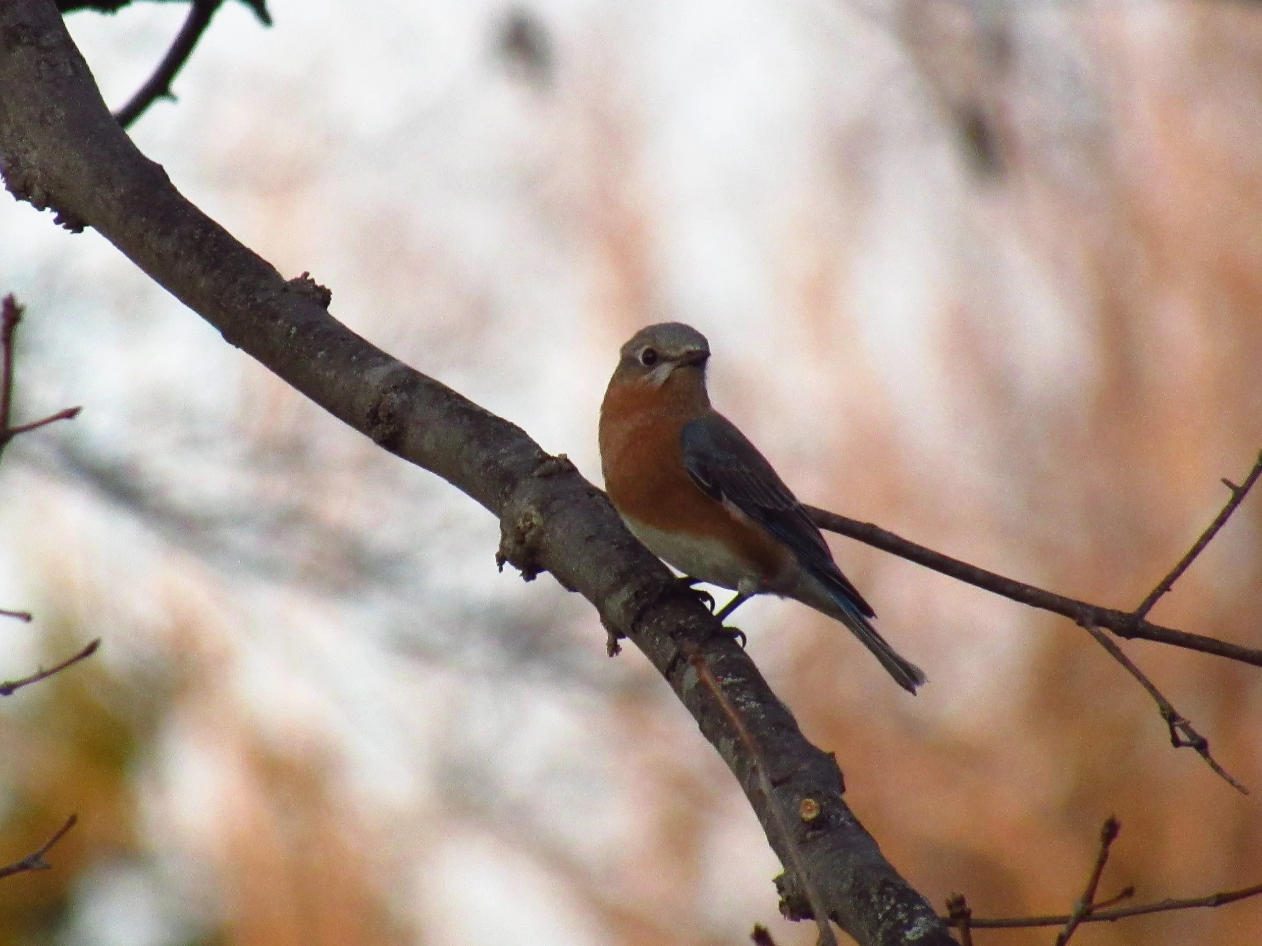 Female Eastern Bluebird
