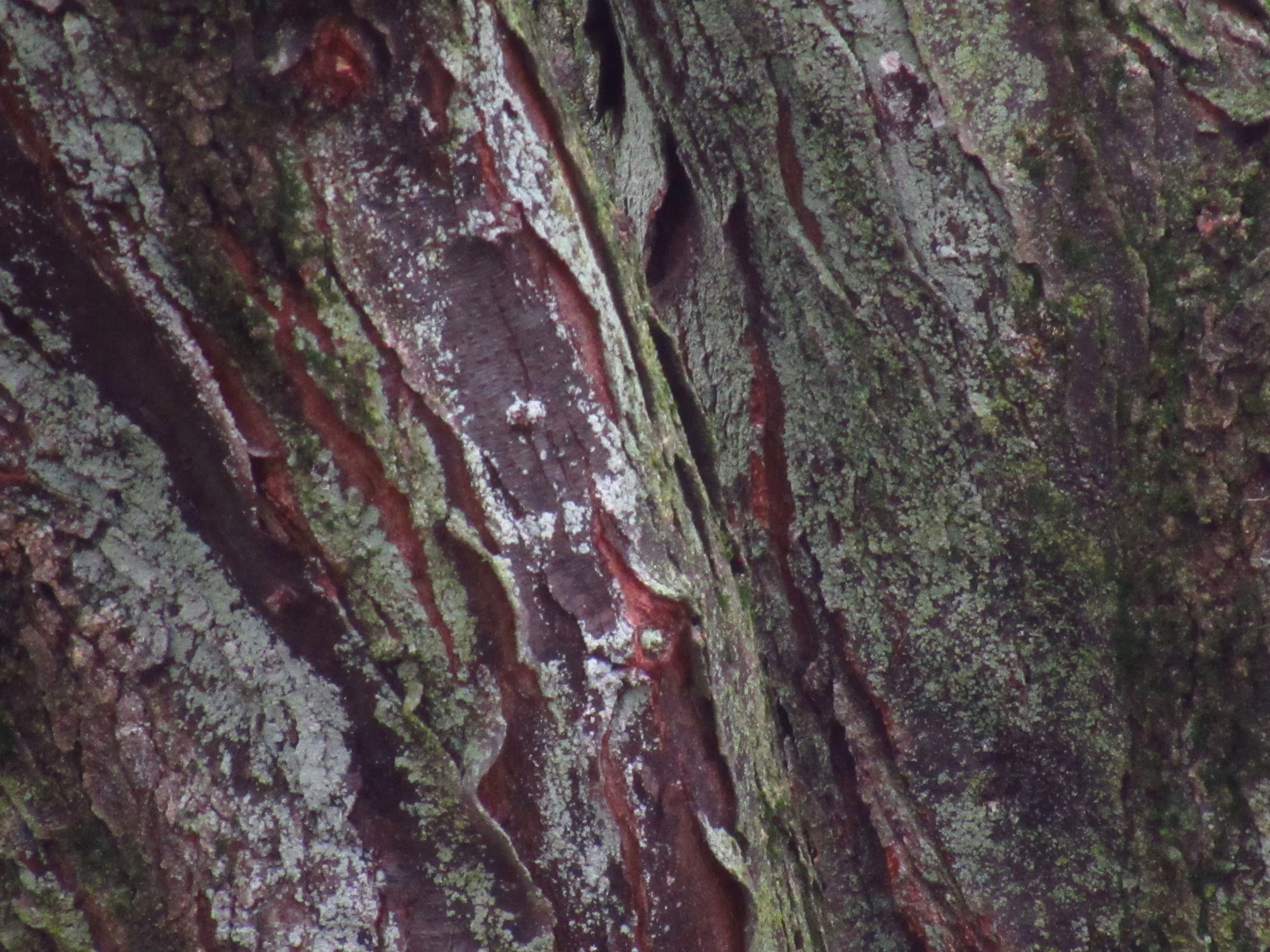 Bark