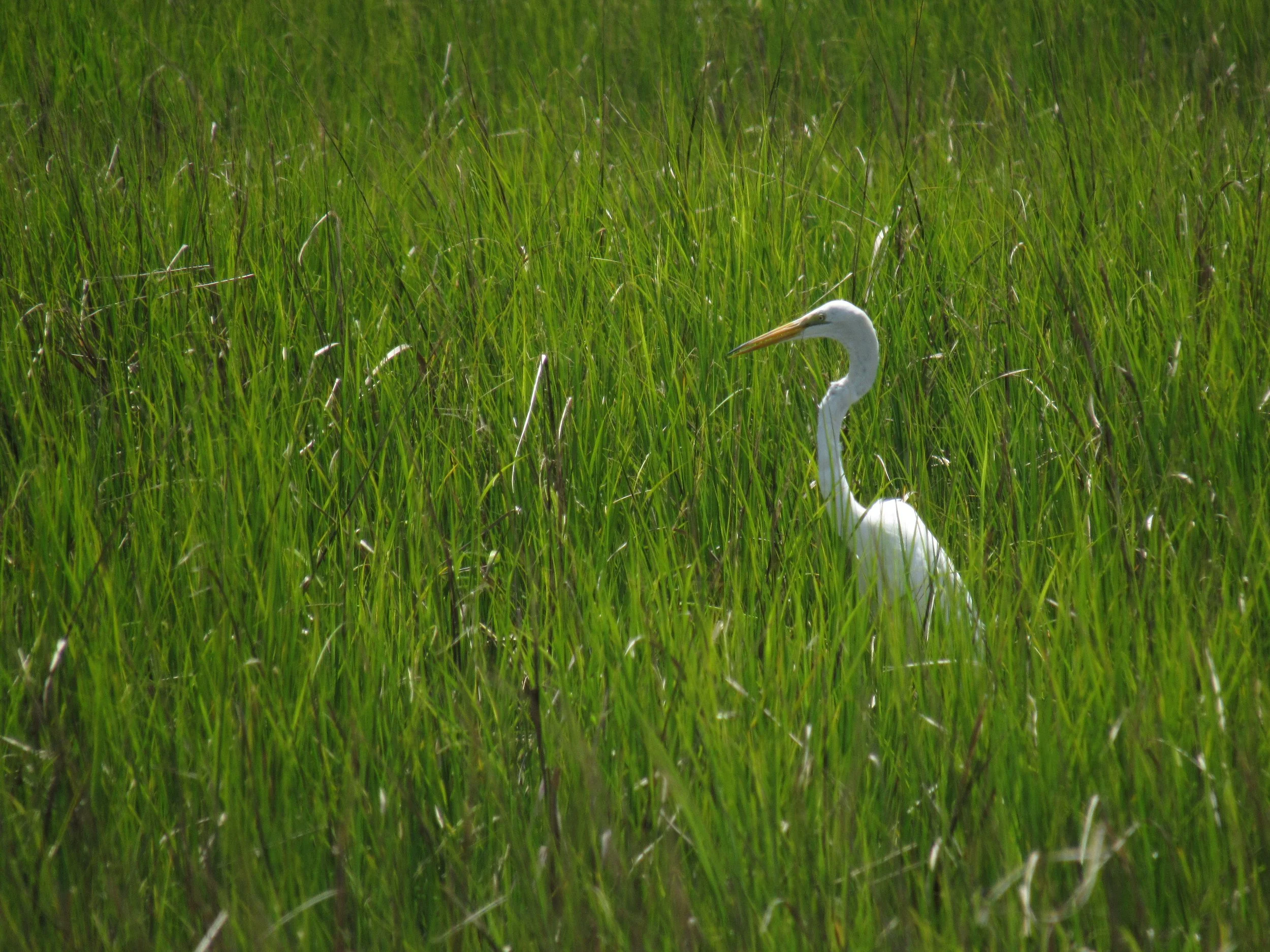 Great Egret