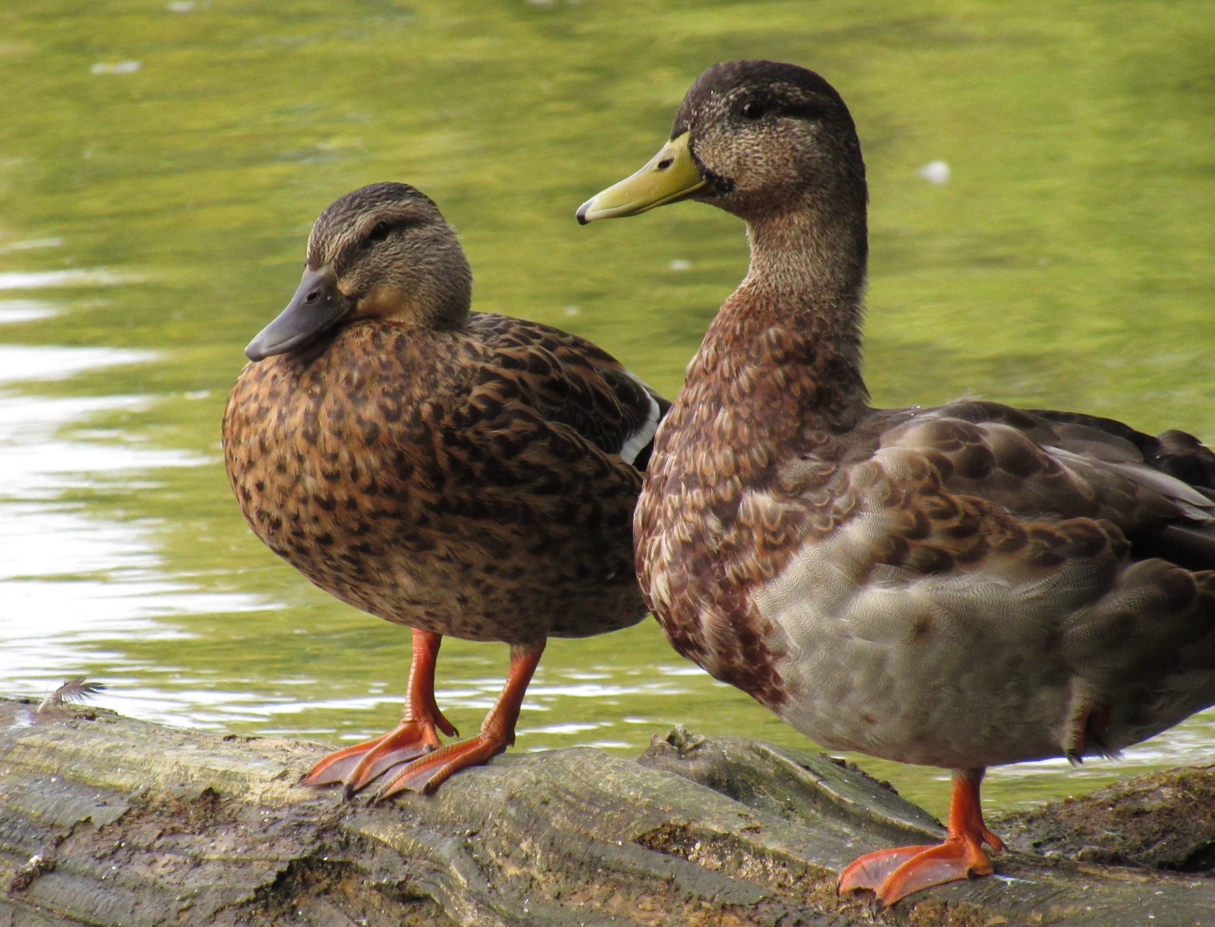 Female and Male Mallards