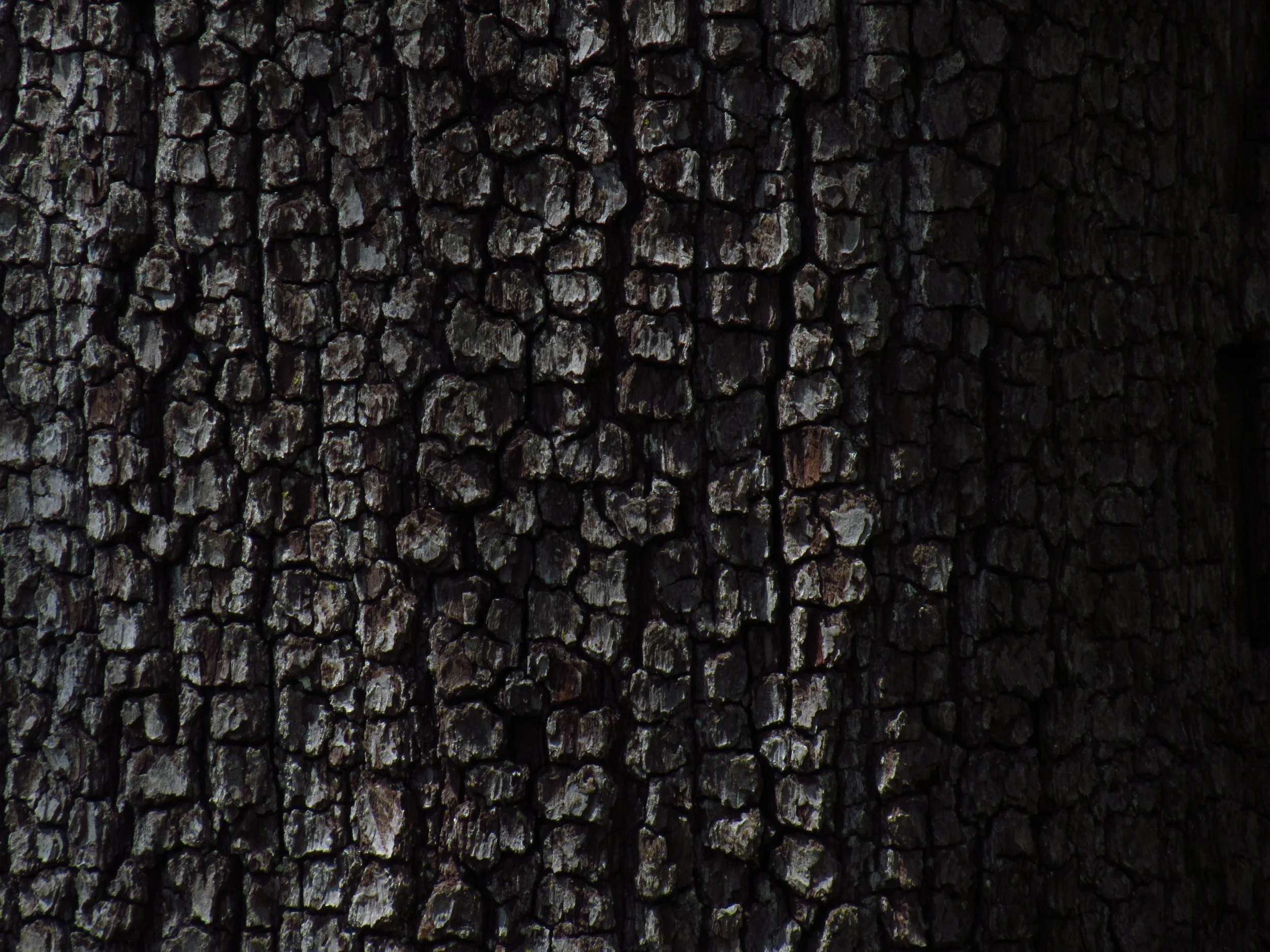 Bark