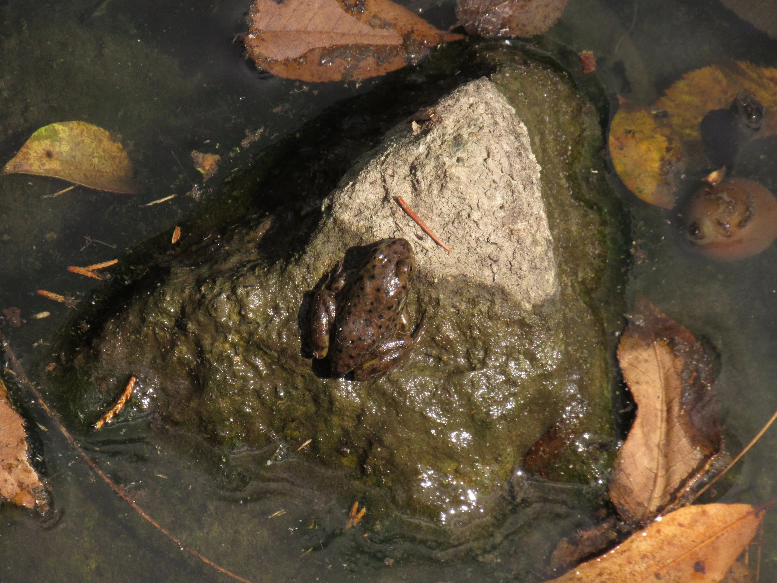 American Toad
